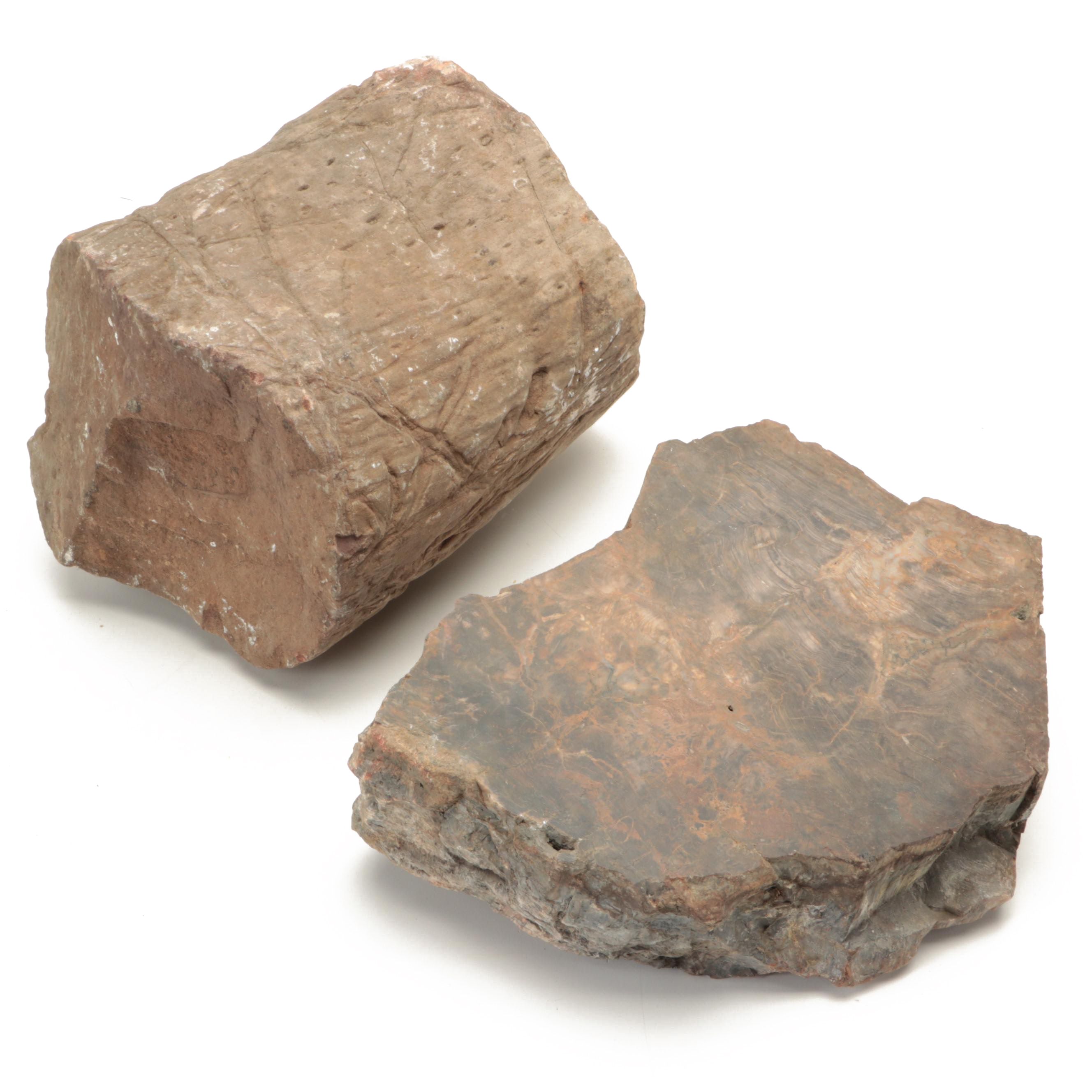 Petrified Wood Specimens