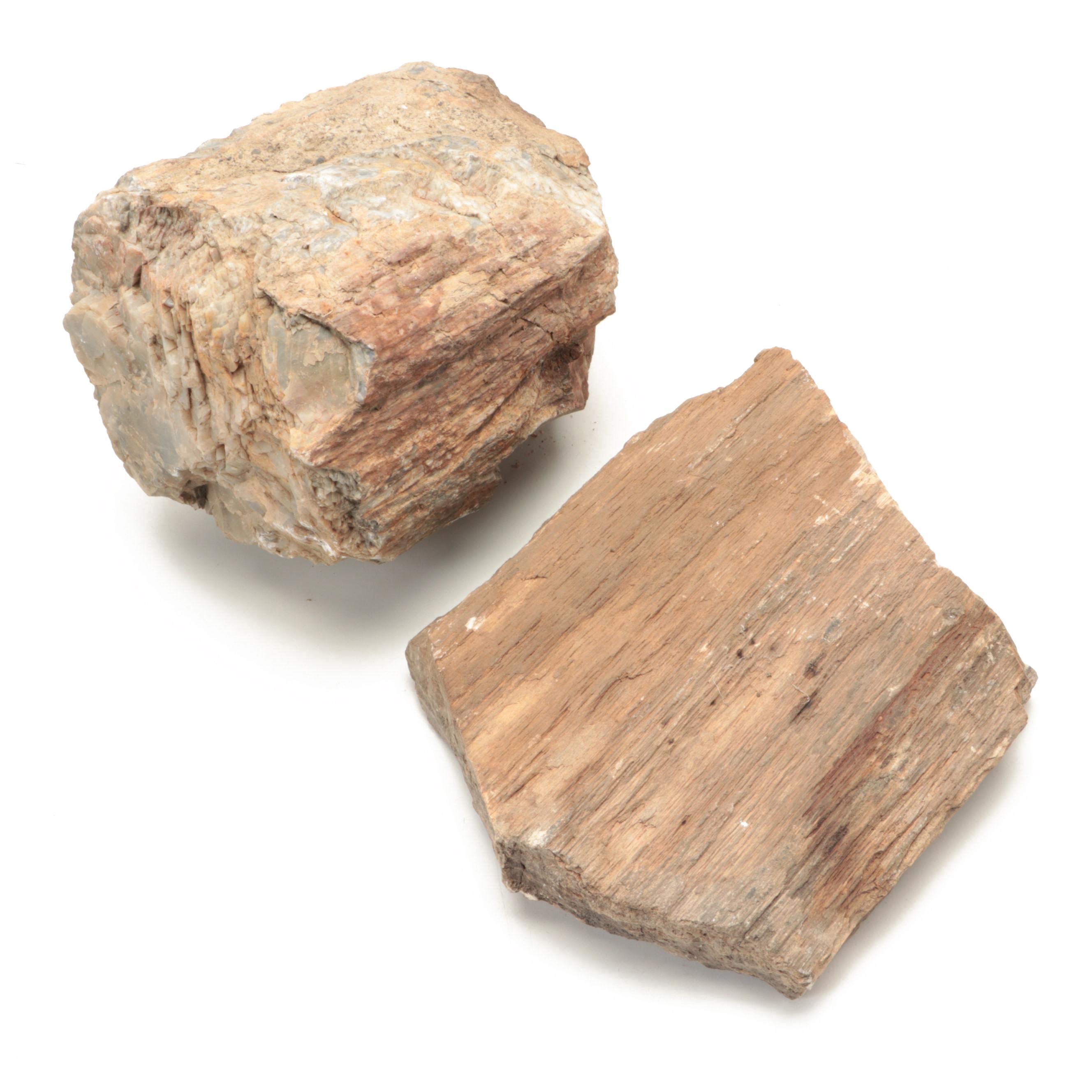 Rough Petrified Wood Specimens
