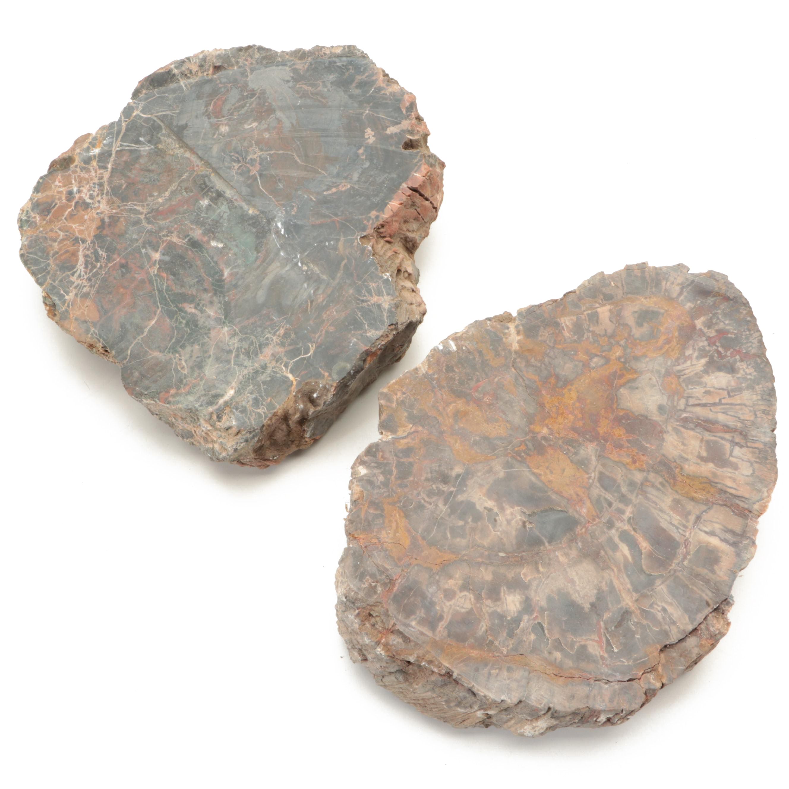 Petrified Wood Specimen Slices
