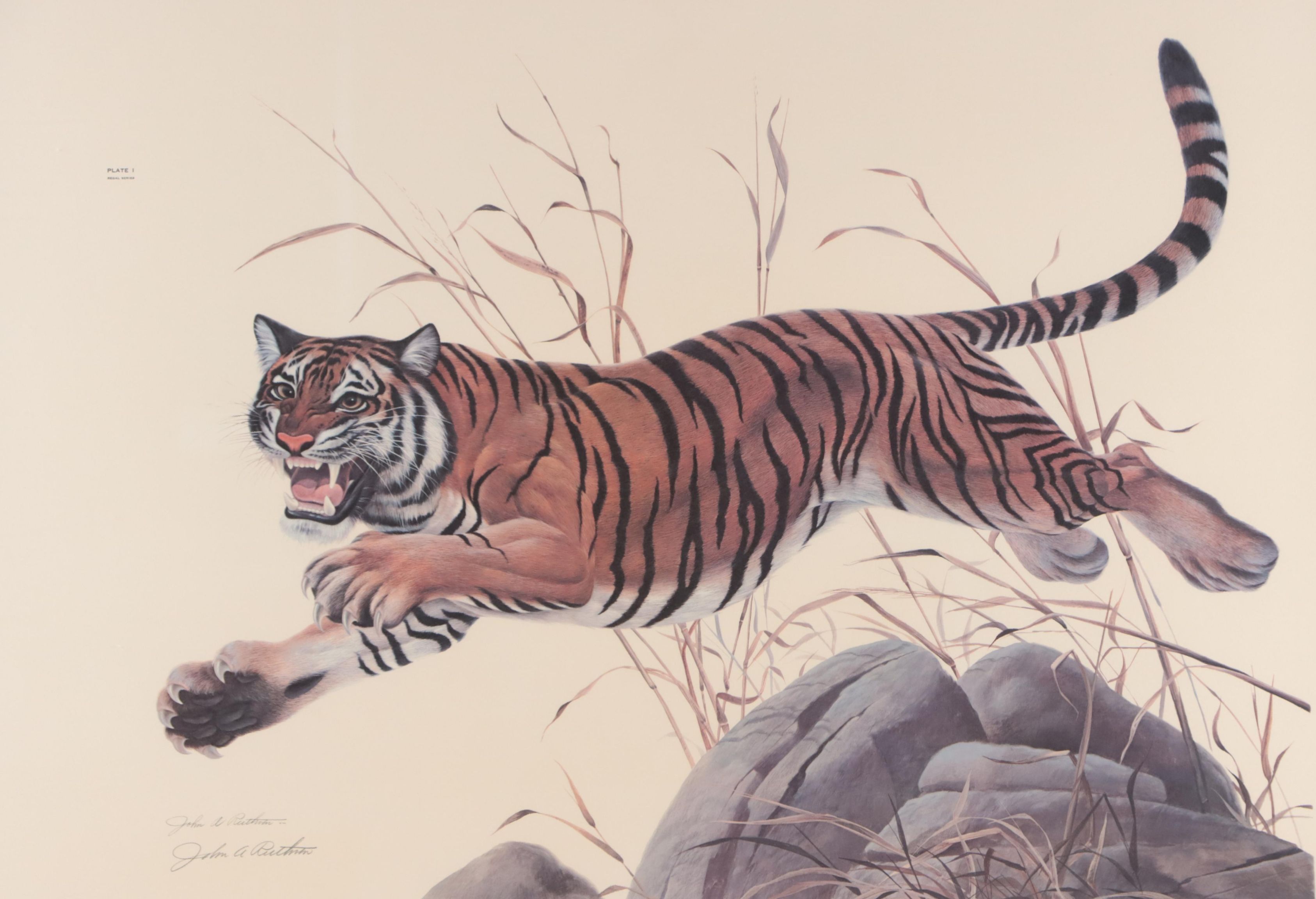John A. Ruthven Offset Lithograph "Bengal Tiger"