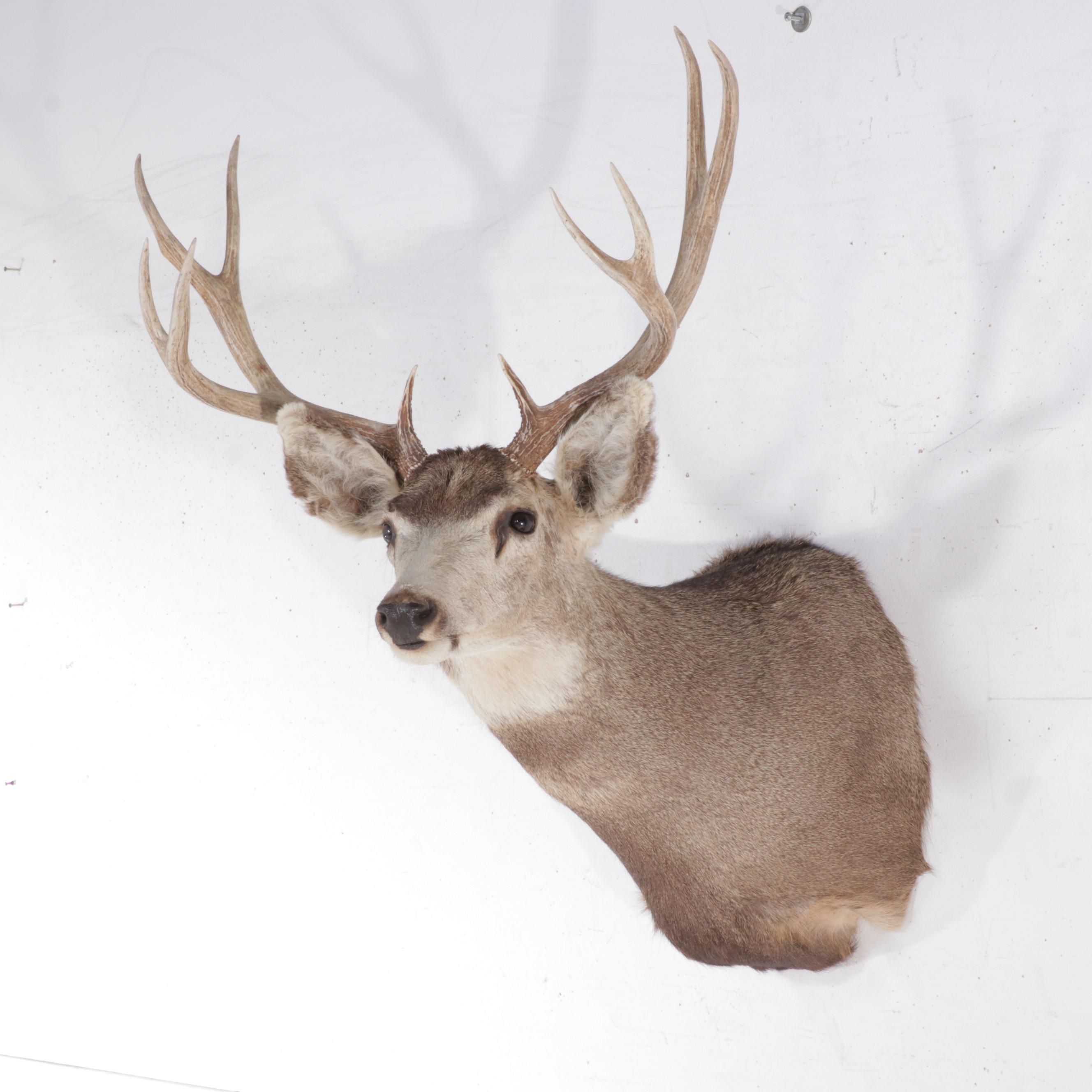 Taxidermy Mule Deer Shoulder Mount