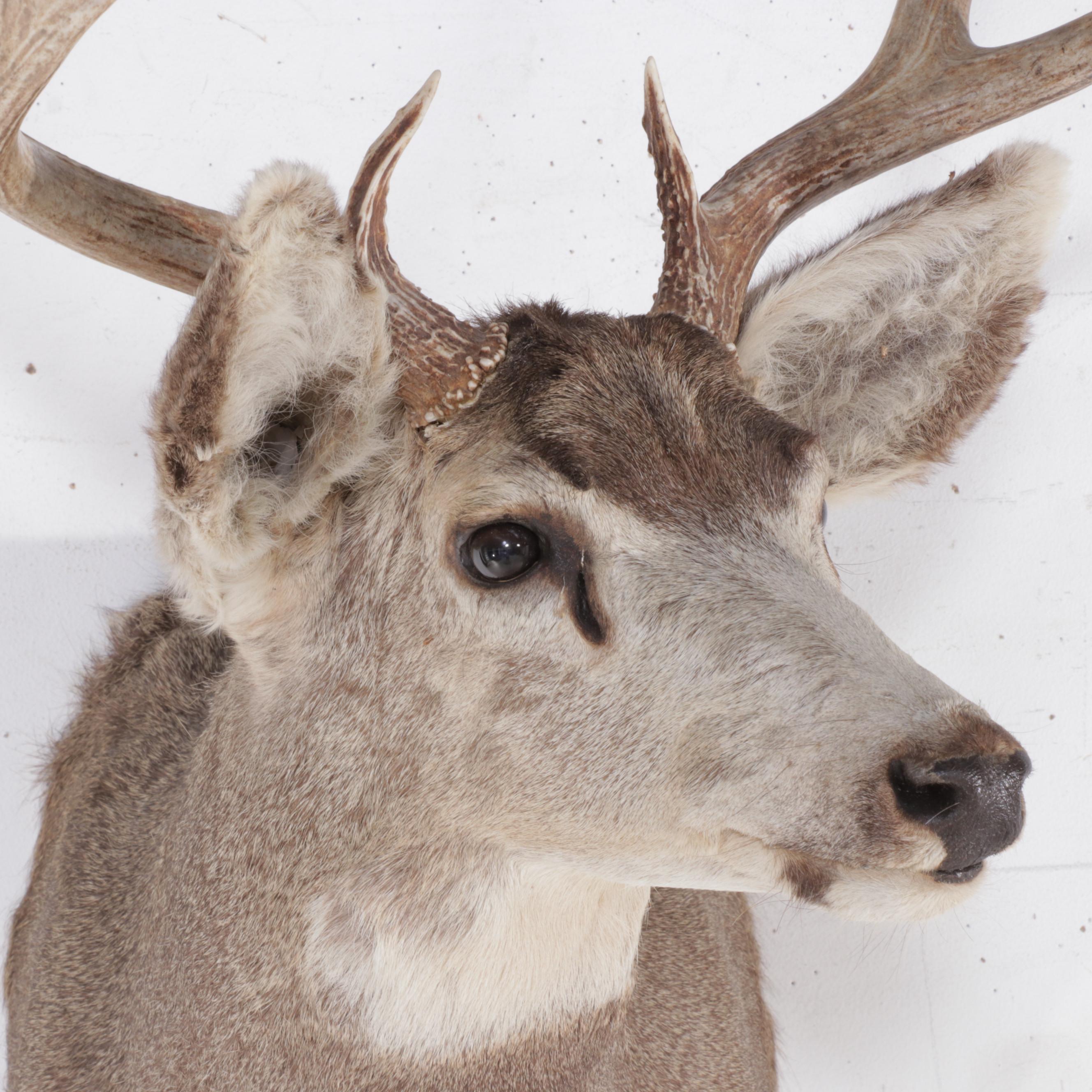 Taxidermy Mule Deer Shoulder Mount