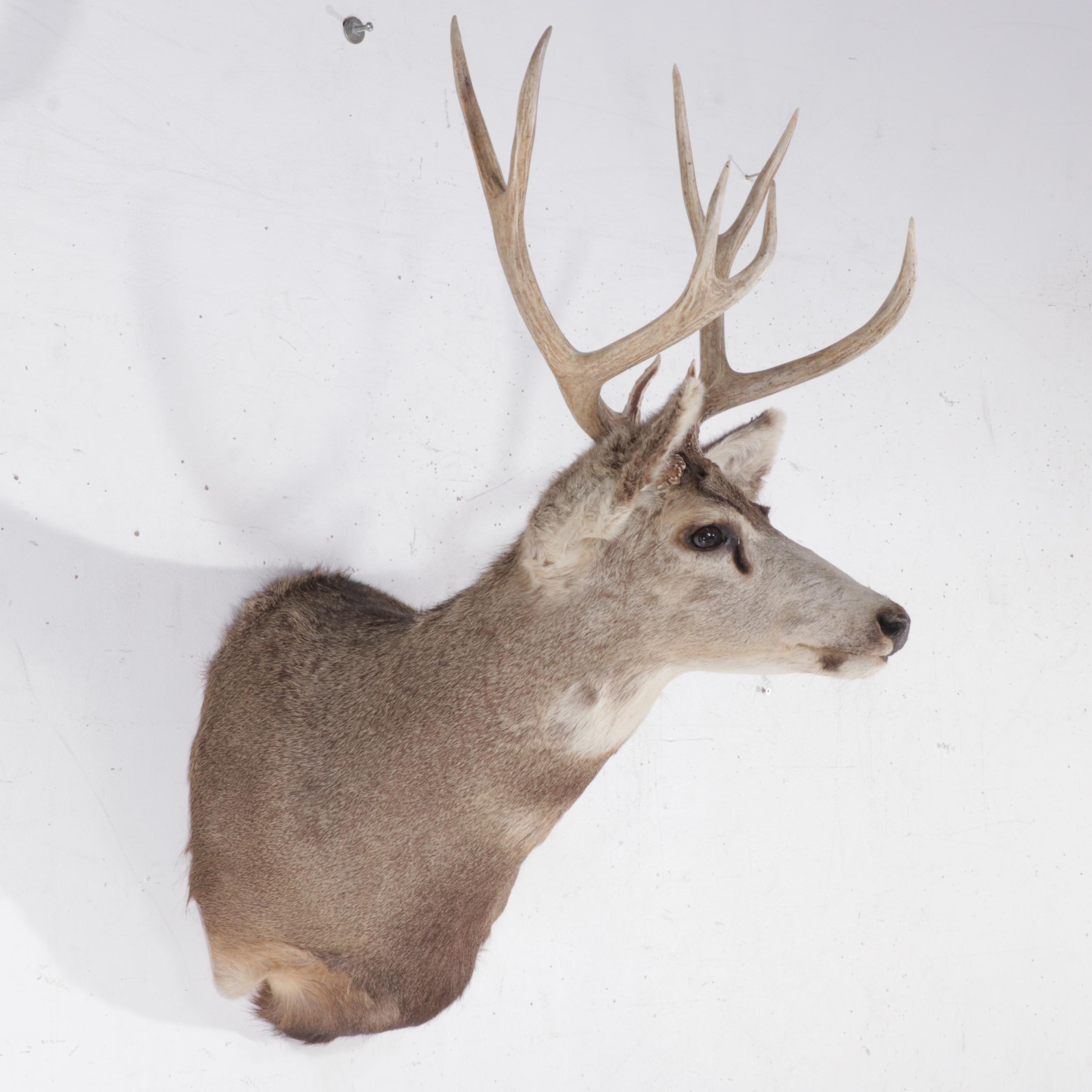 Taxidermy Mule Deer Shoulder Mount