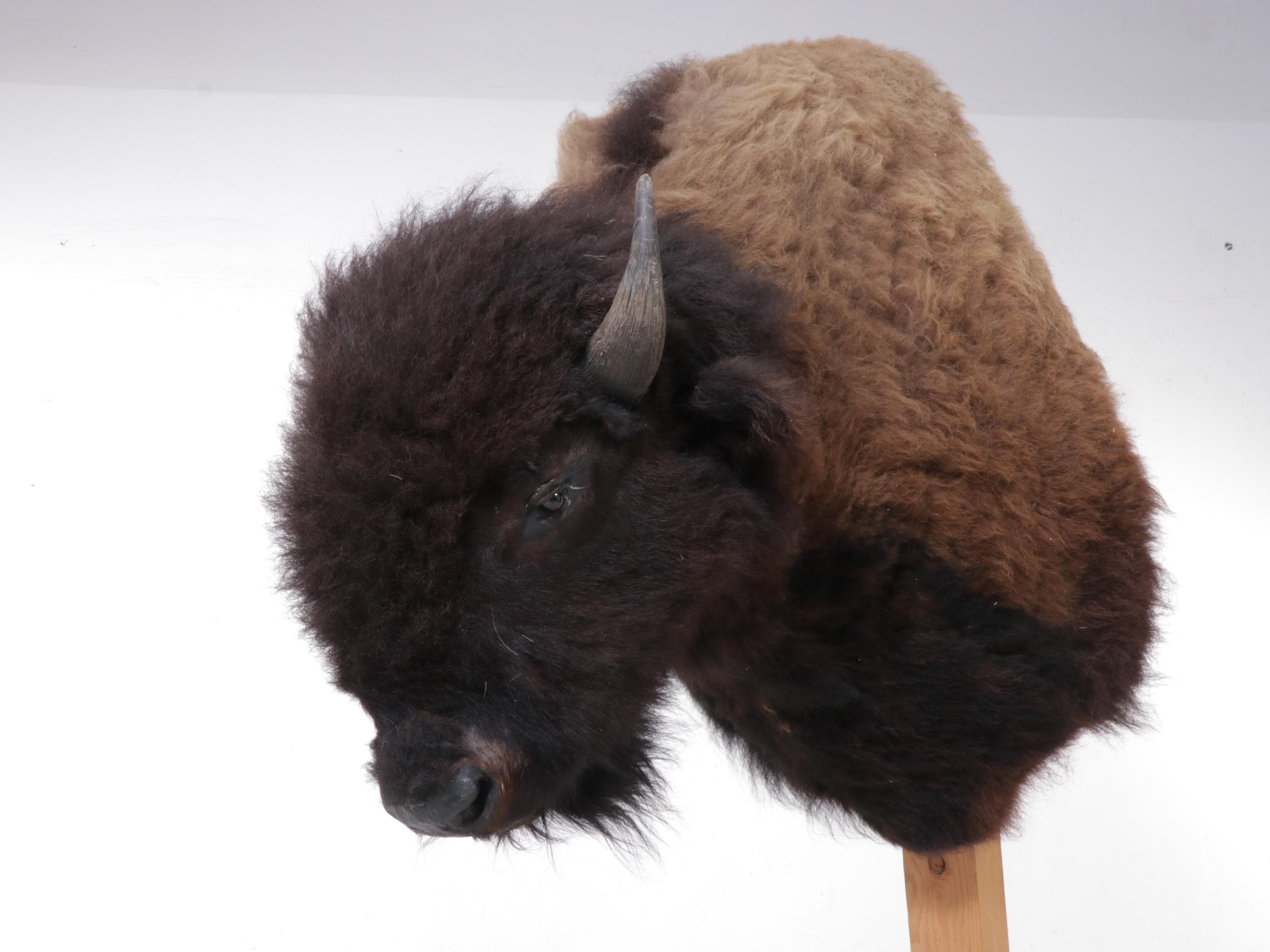 Taxidermy American Bison Shoulder Mount with Custom Pine Stand