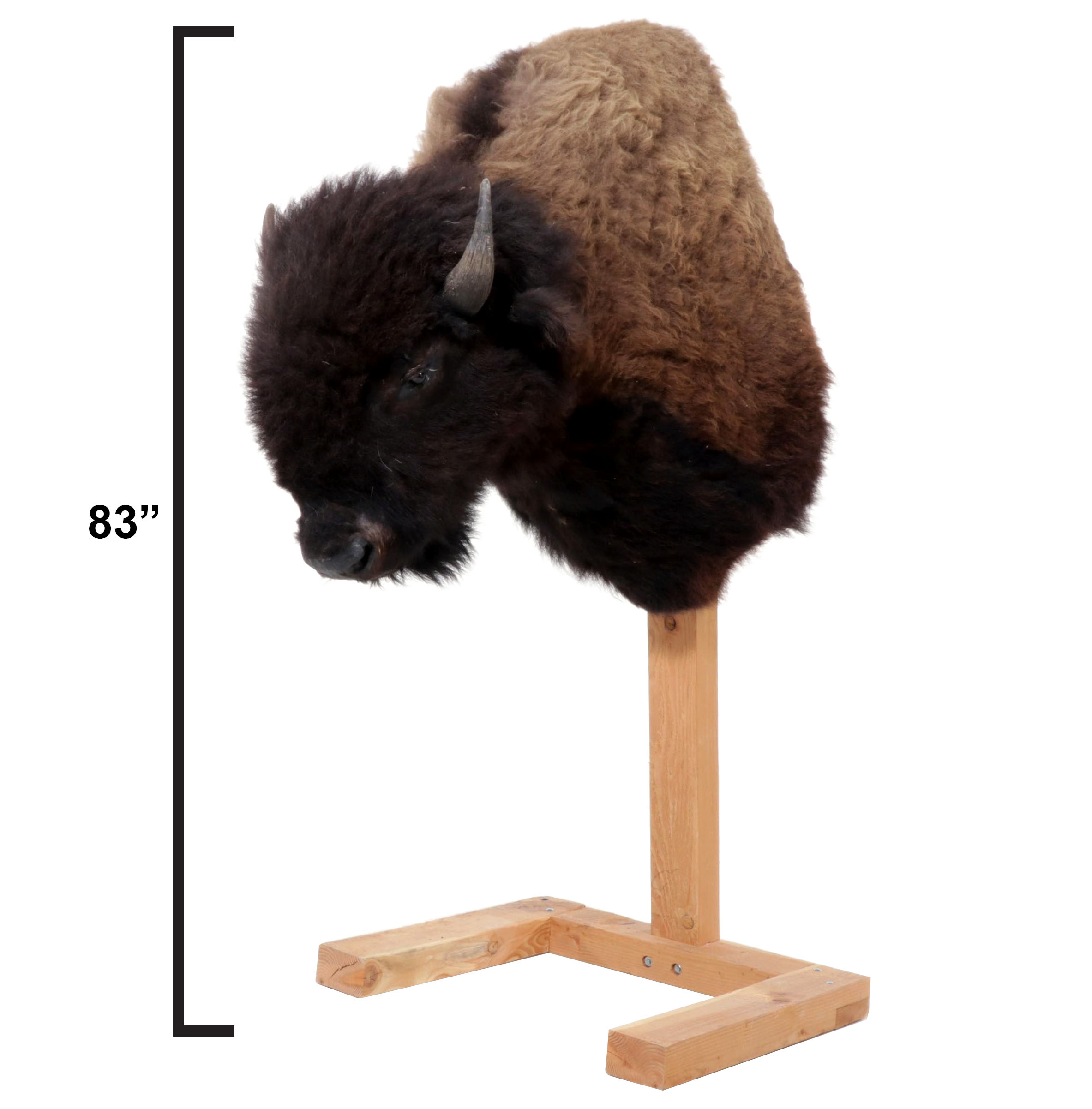 Taxidermy American Bison Shoulder Mount with Custom Pine Stand