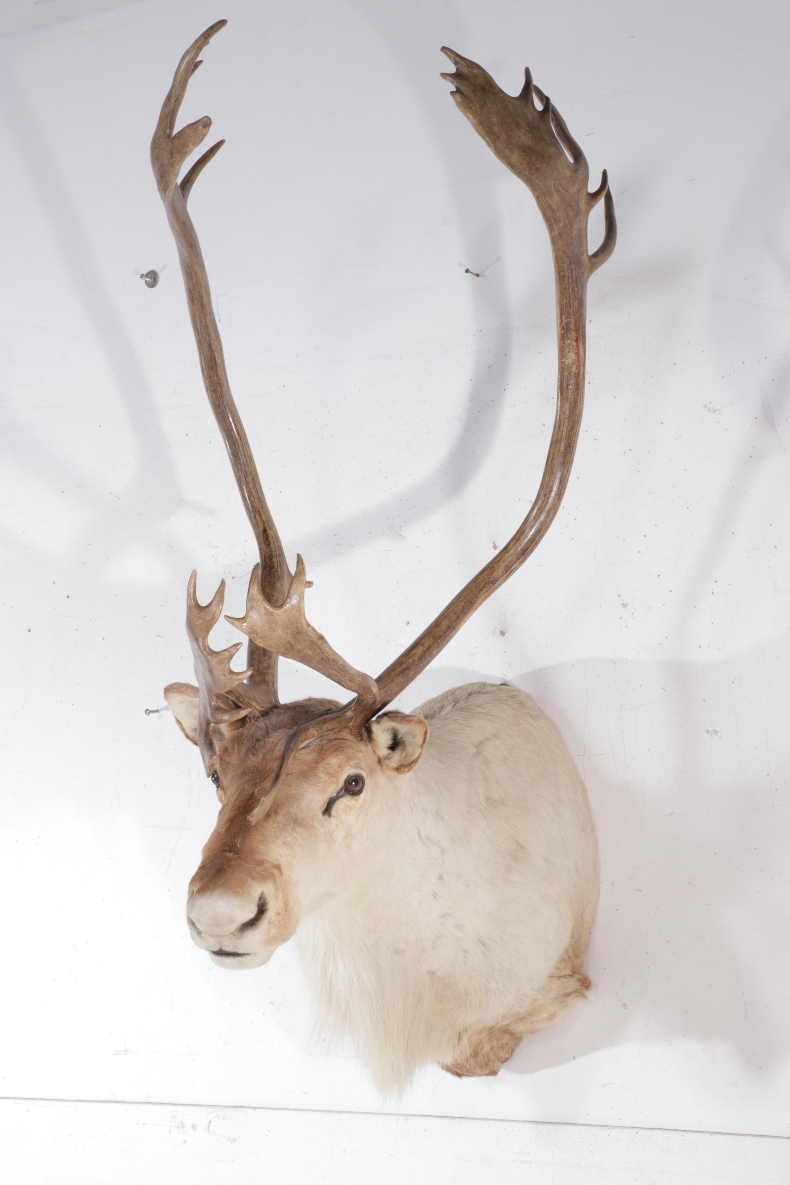 Taxidermy Barren-Ground Caribou Shoulder Mount