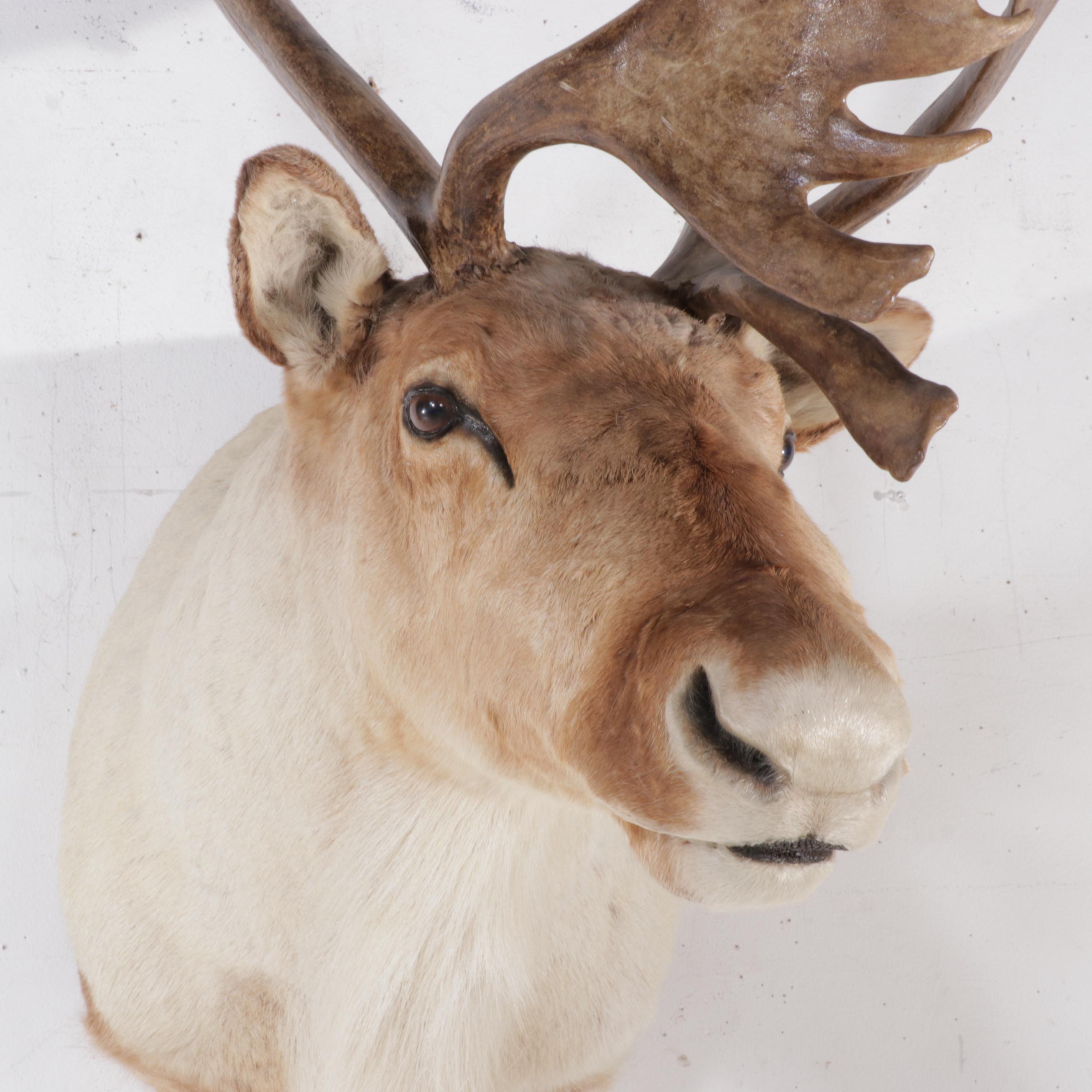 Taxidermy Barren-Ground Caribou Shoulder Mount