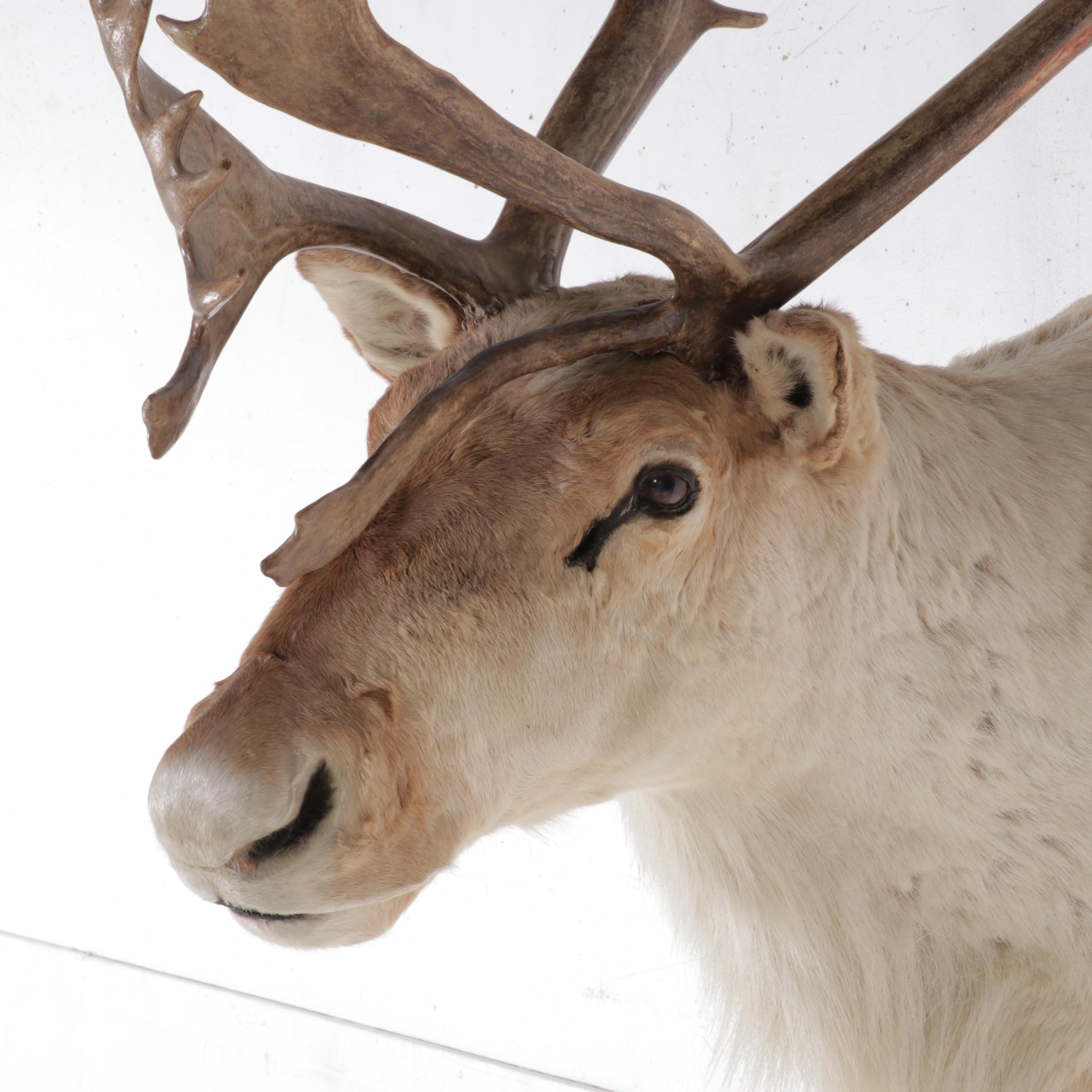 Taxidermy Barren-Ground Caribou Shoulder Mount