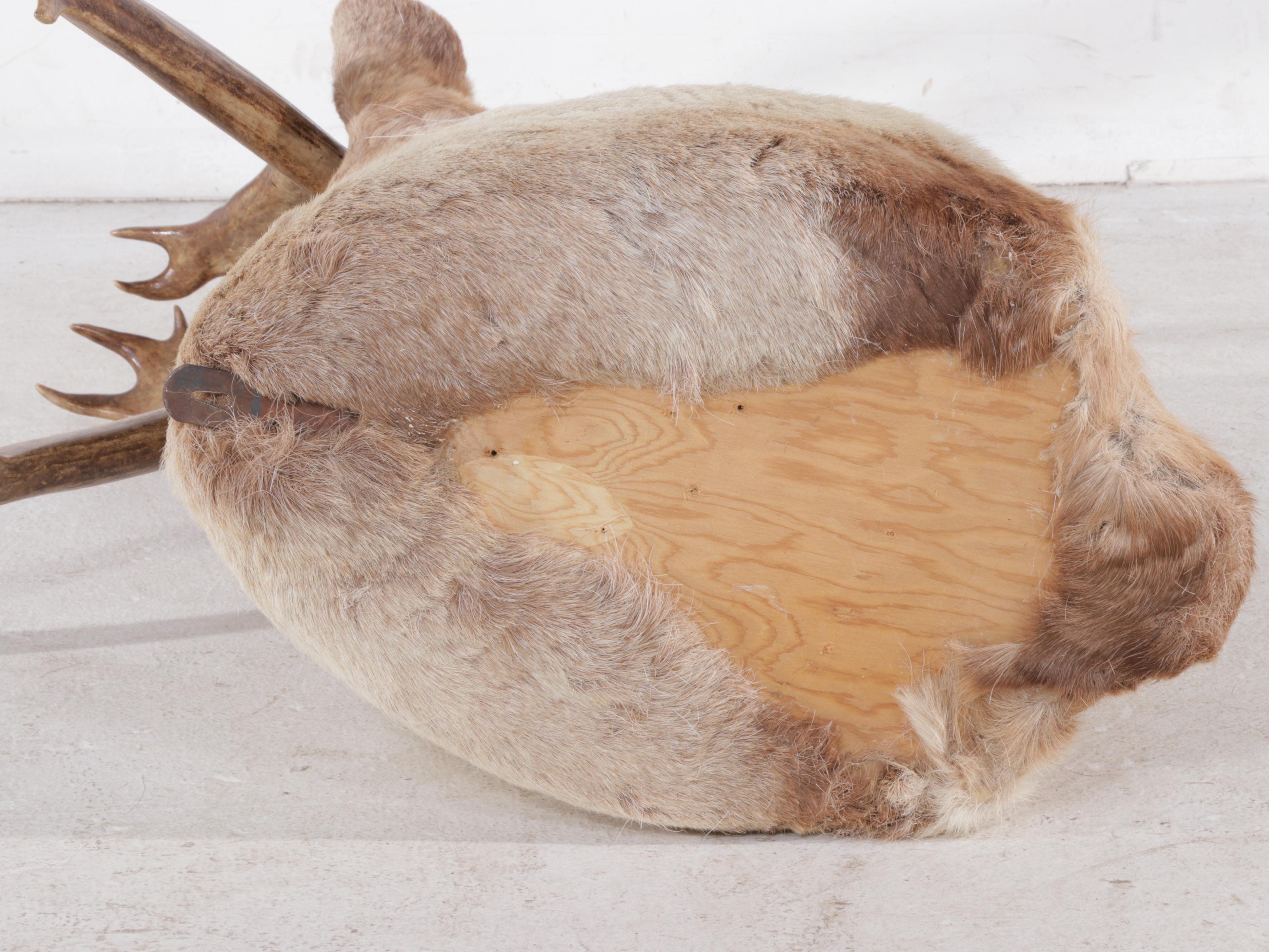 Taxidermy Barren-Ground Caribou Shoulder Mount
