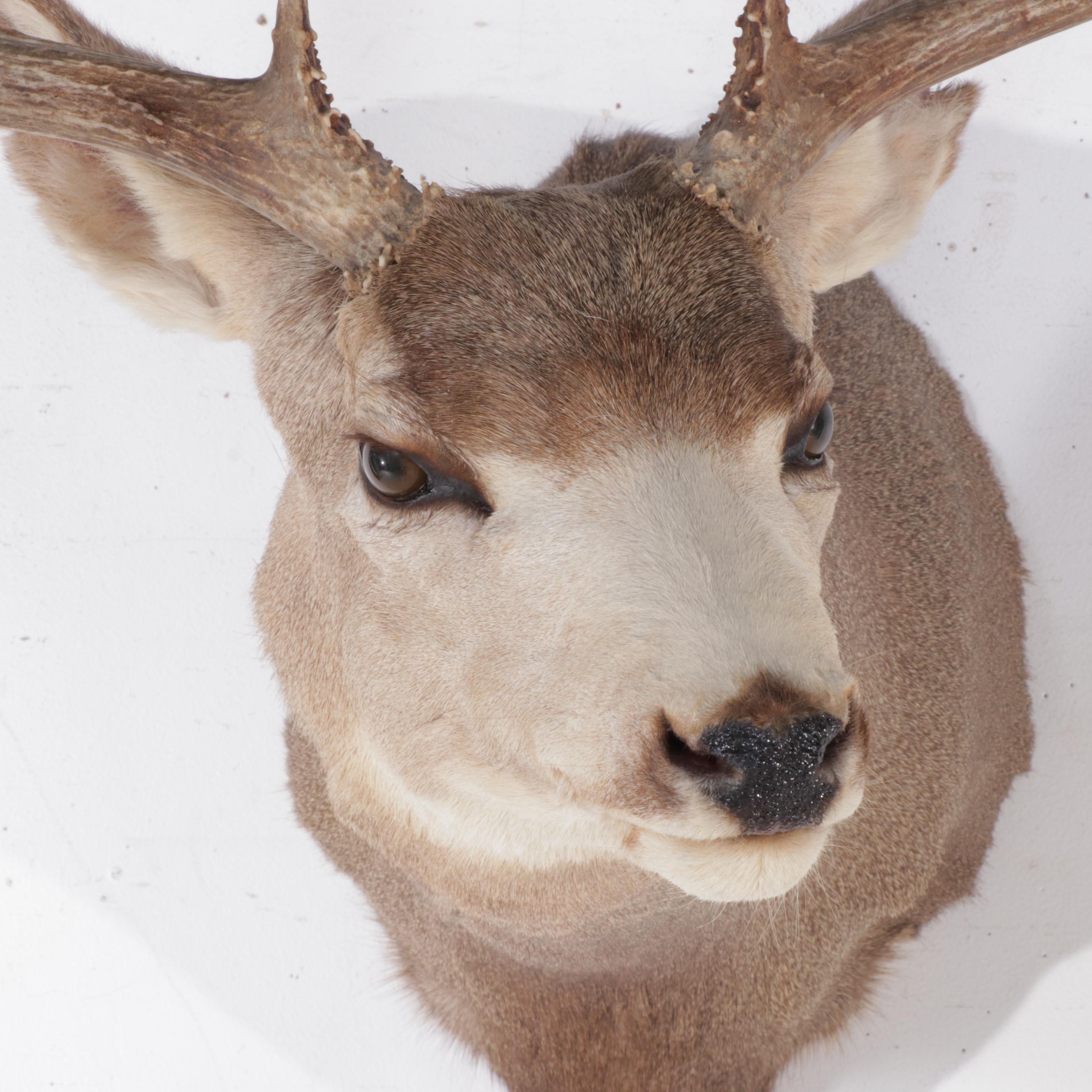 Taxidermy Mule Deer Shoulder Mount