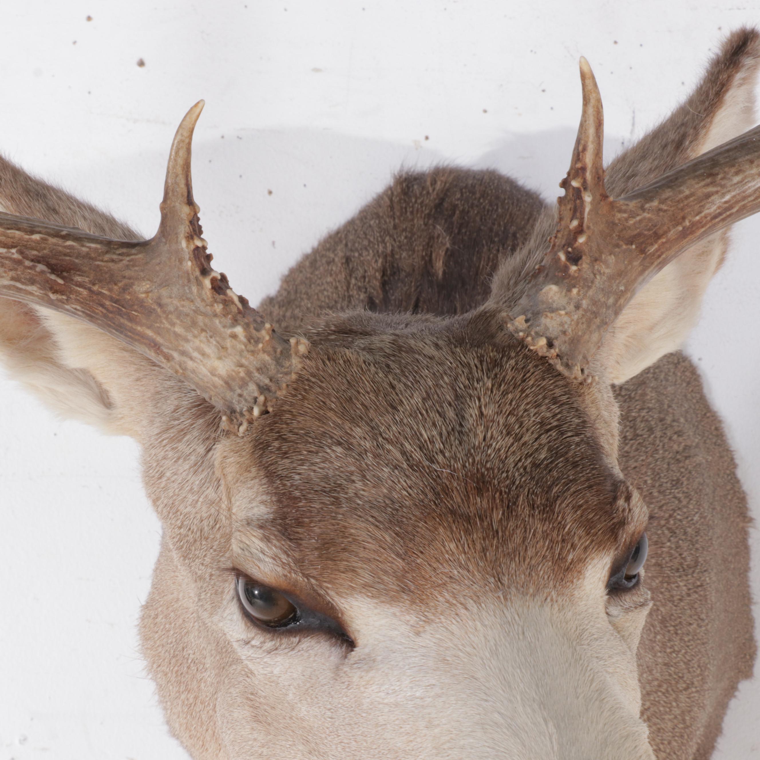 Taxidermy Mule Deer Shoulder Mount