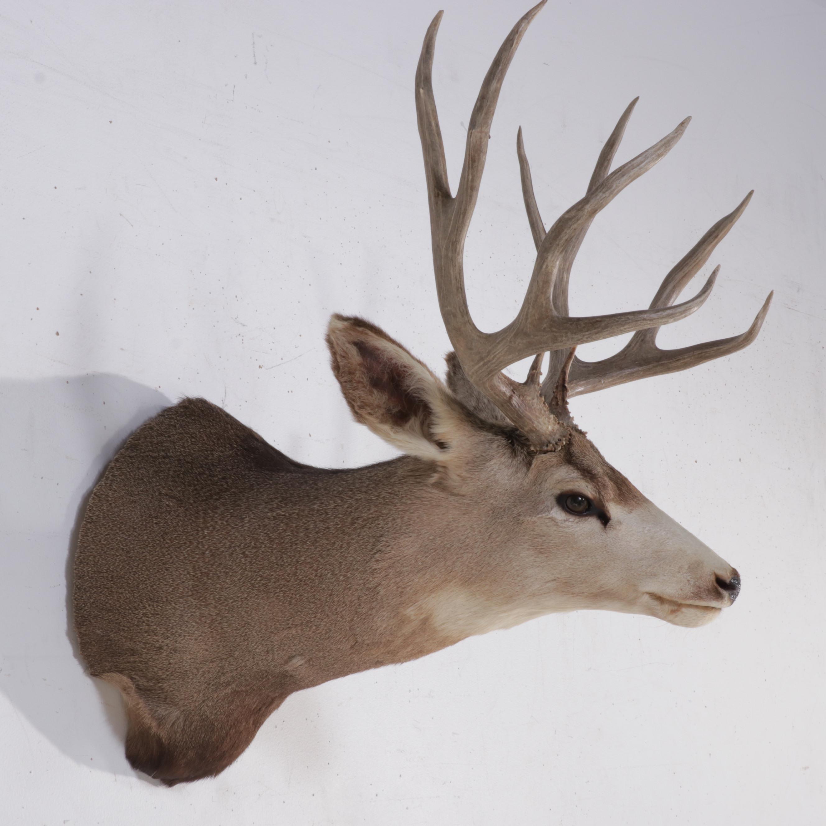 Taxidermy Mule Deer Shoulder Mount
