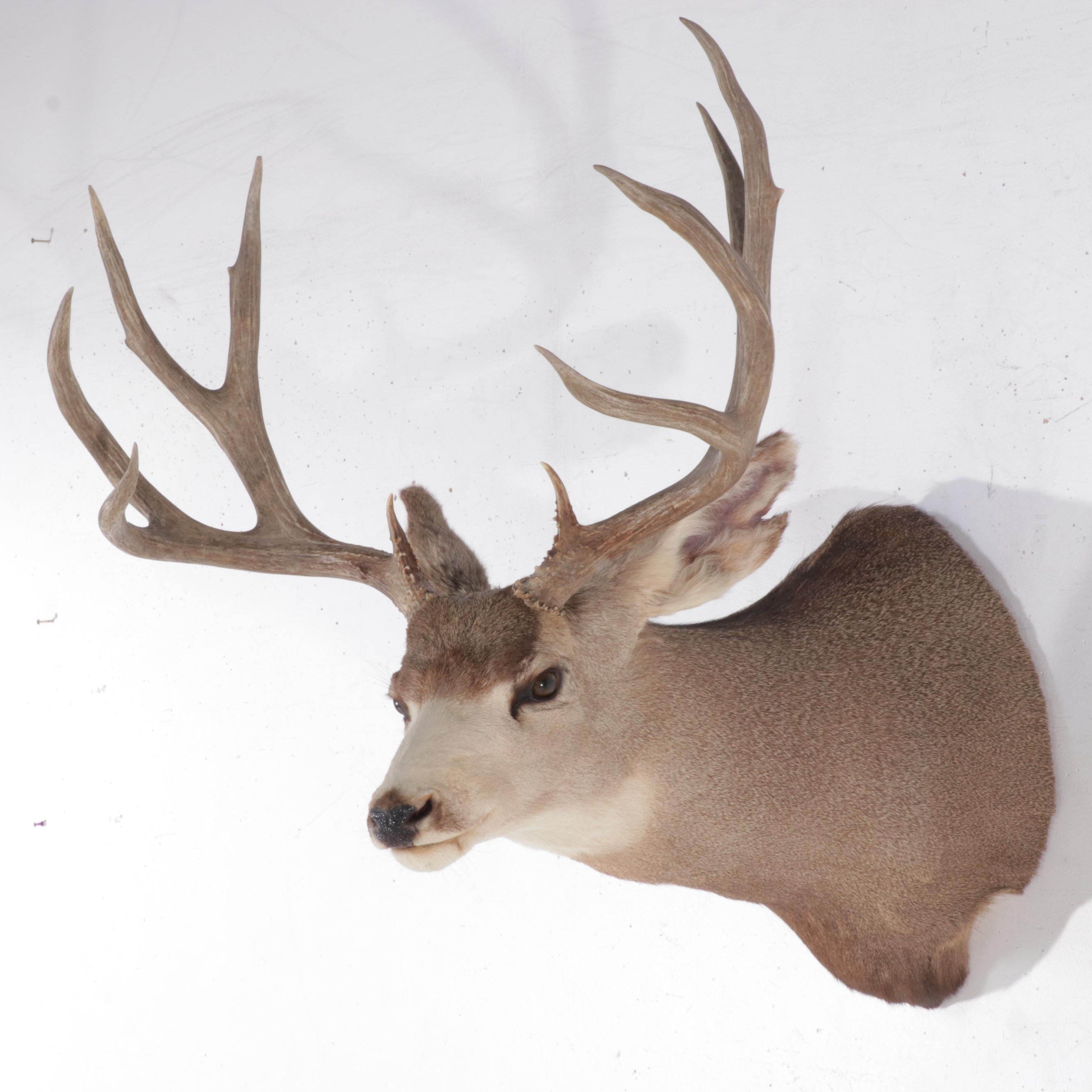 Taxidermy Mule Deer Shoulder Mount
