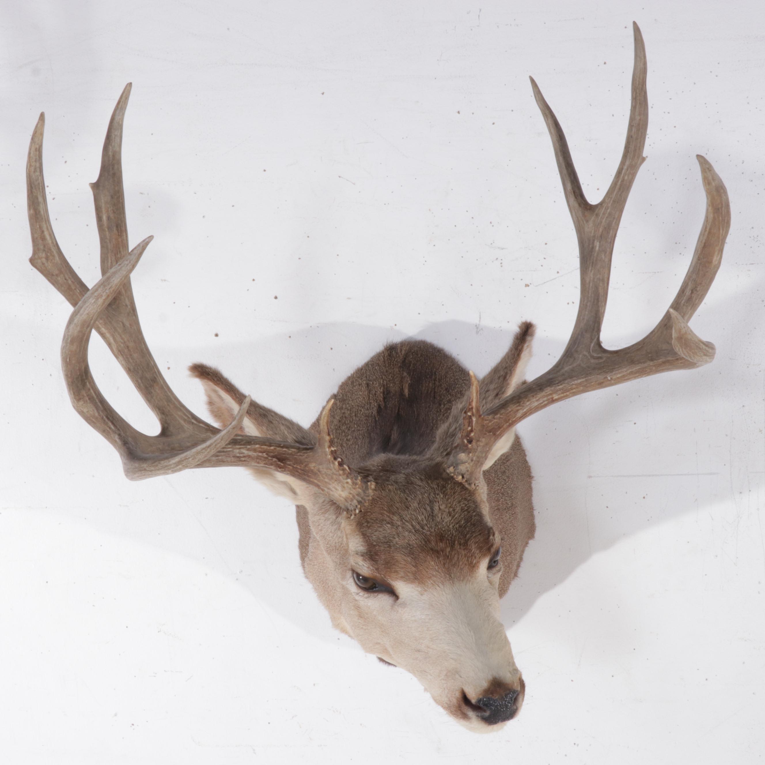 Taxidermy Mule Deer Shoulder Mount
