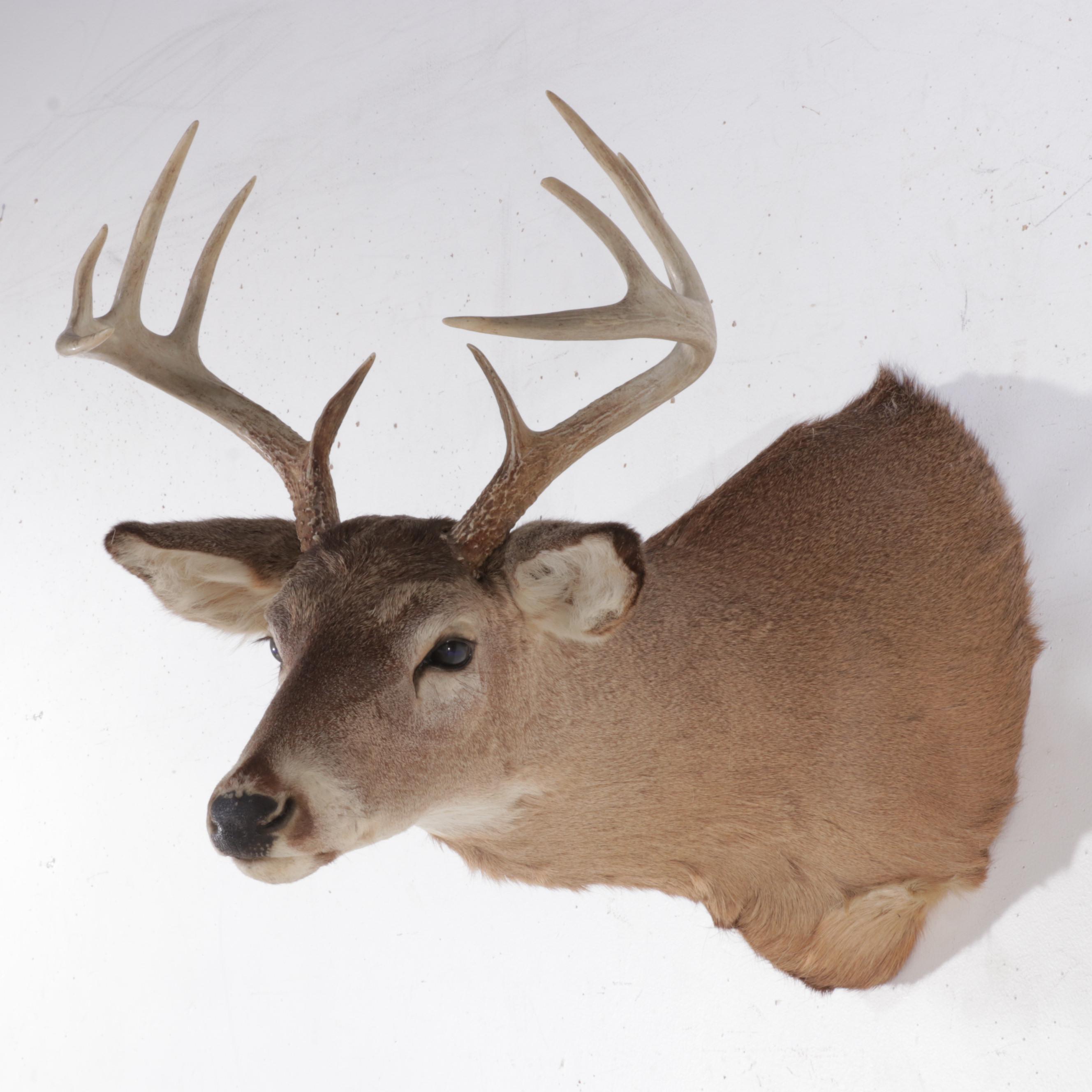 Taxidermy White-Tailed Deer Shoulder Mount