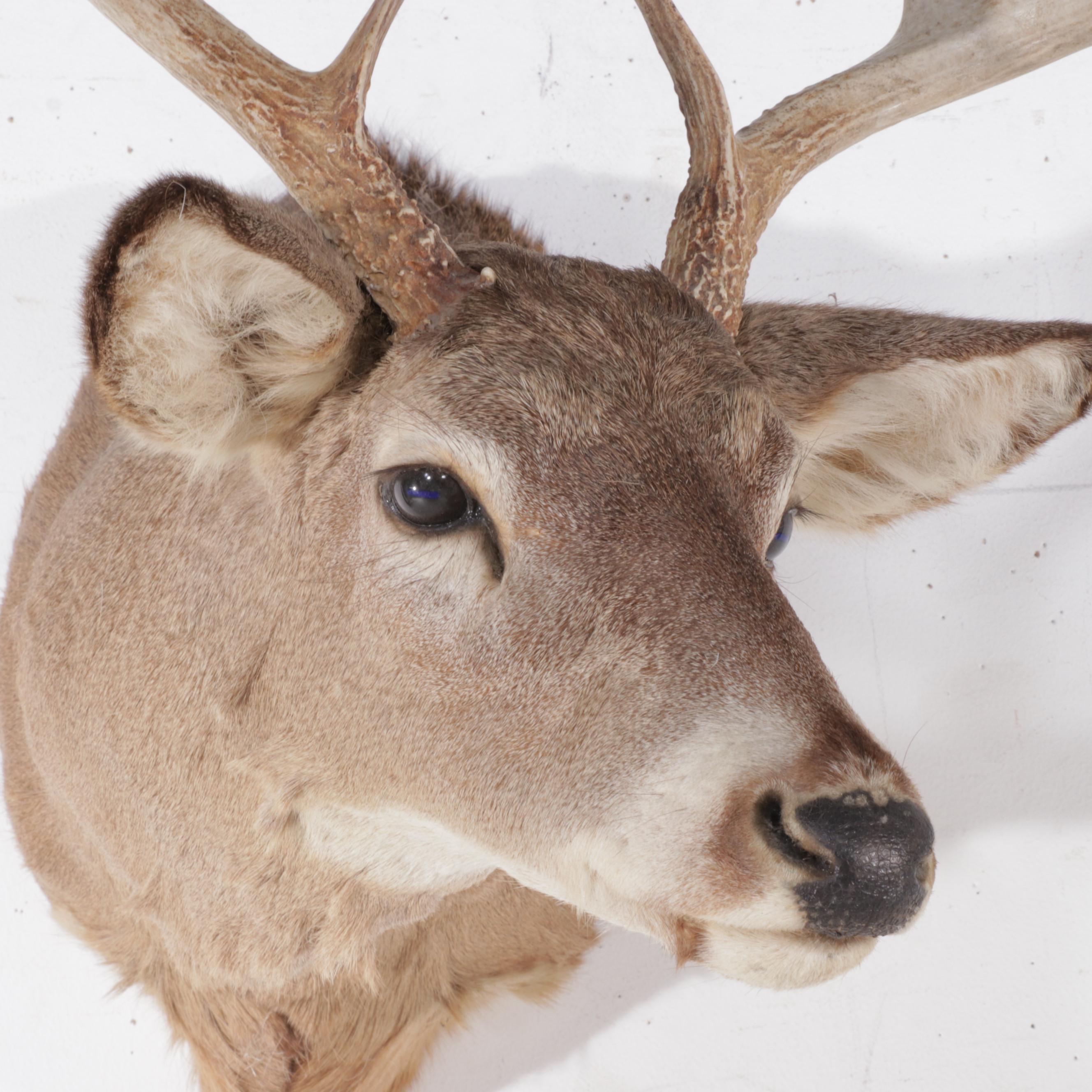 Taxidermy White-Tailed Deer Shoulder Mount