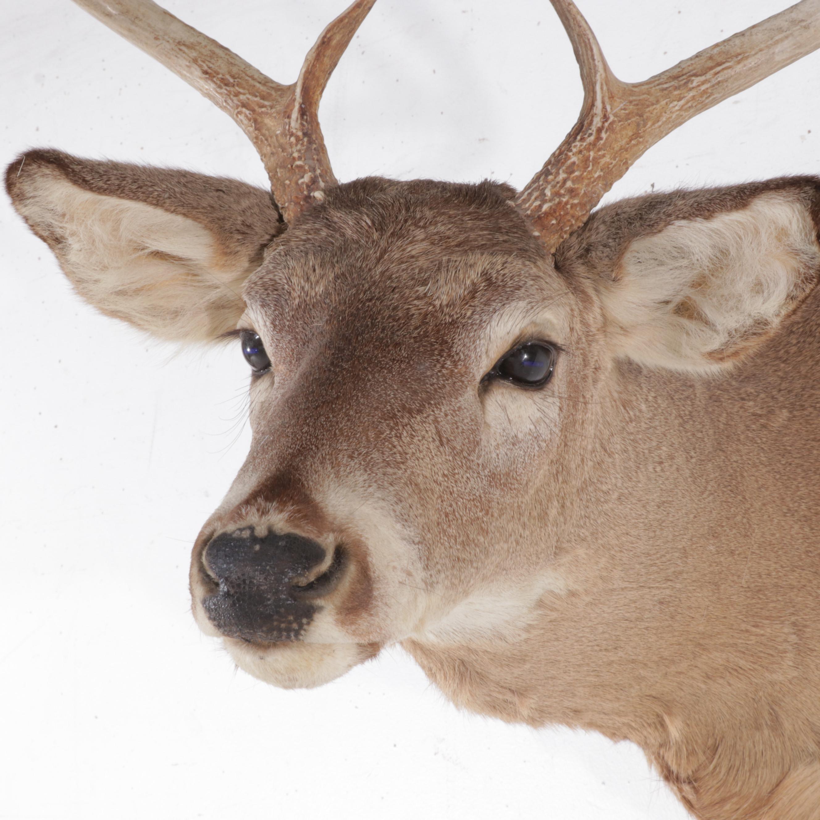 Taxidermy White-Tailed Deer Shoulder Mount