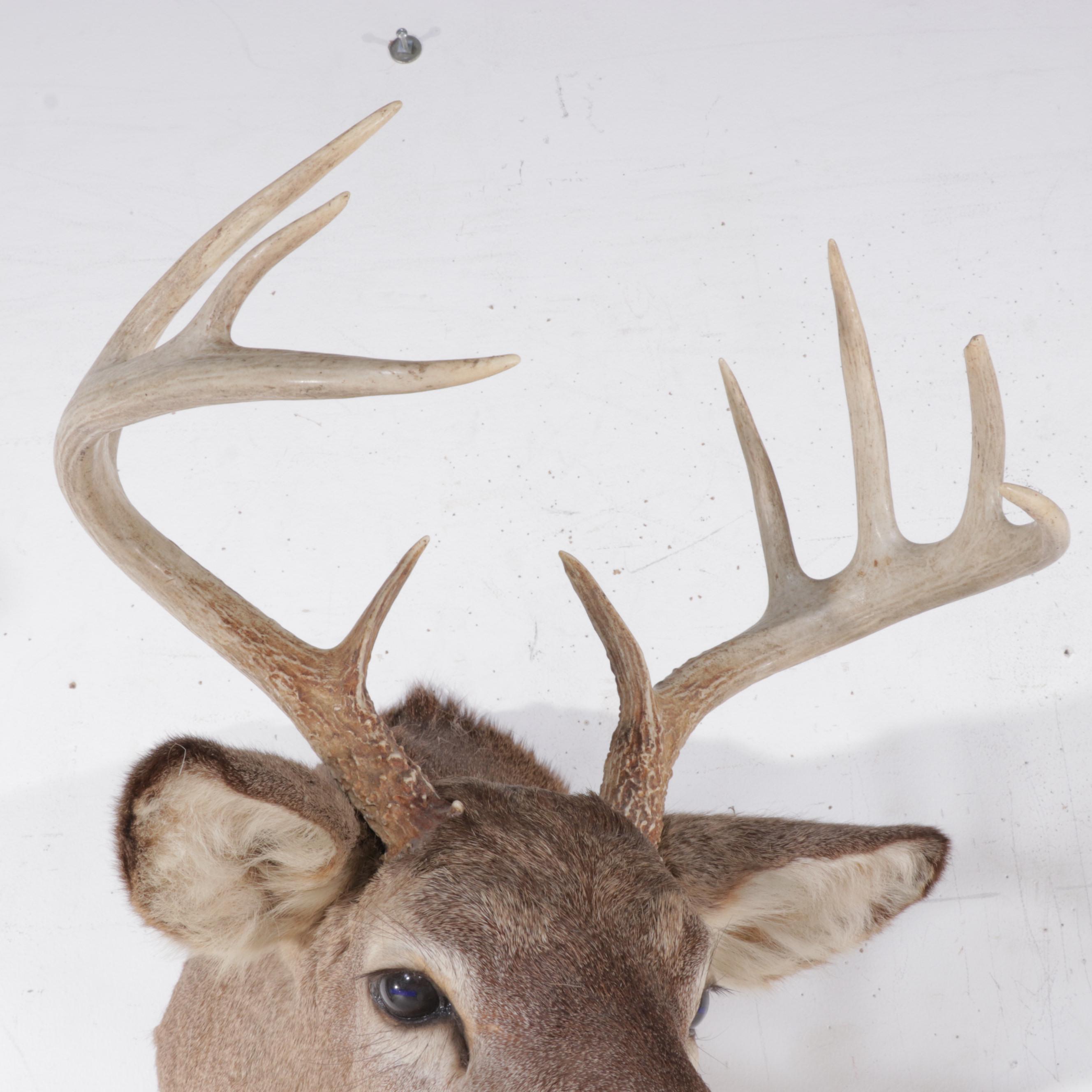Taxidermy White-Tailed Deer Shoulder Mount