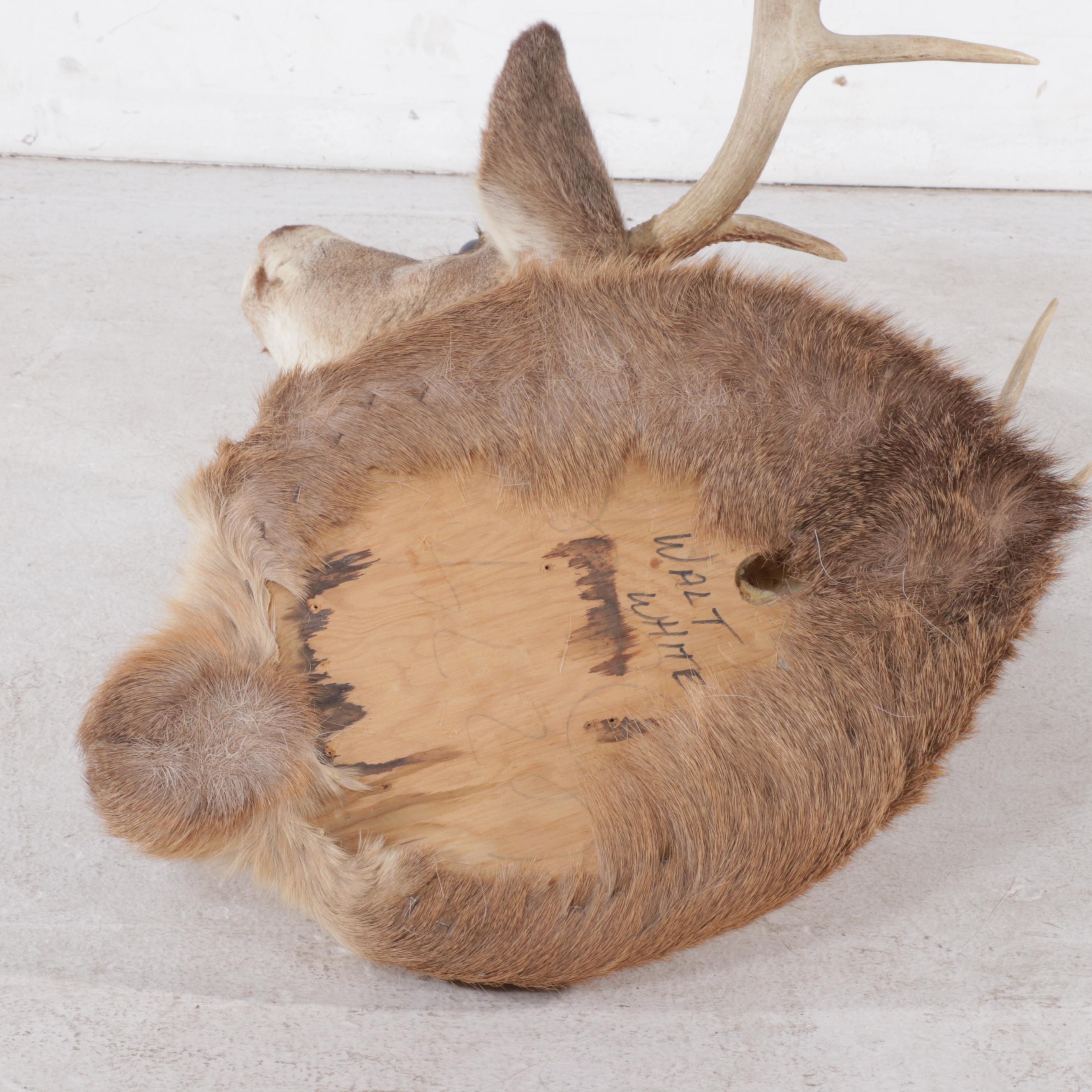 Taxidermy White-Tailed Deer Shoulder Mount