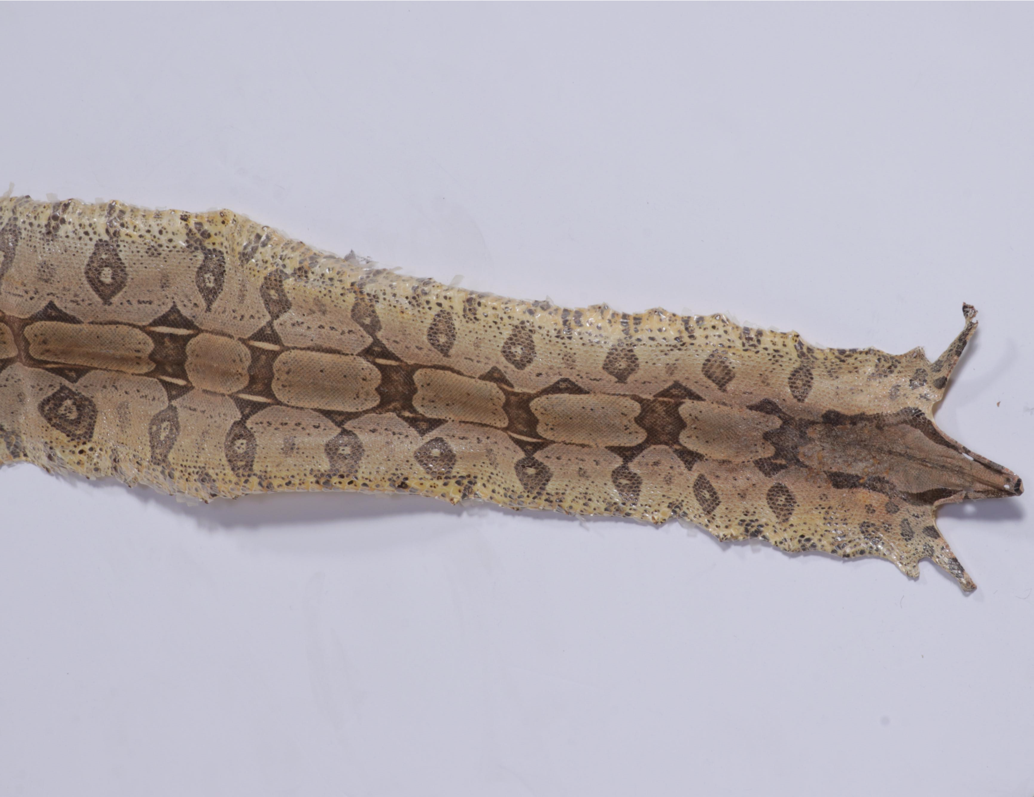 Colombian Red-Tailed Boa Snake Full Skin