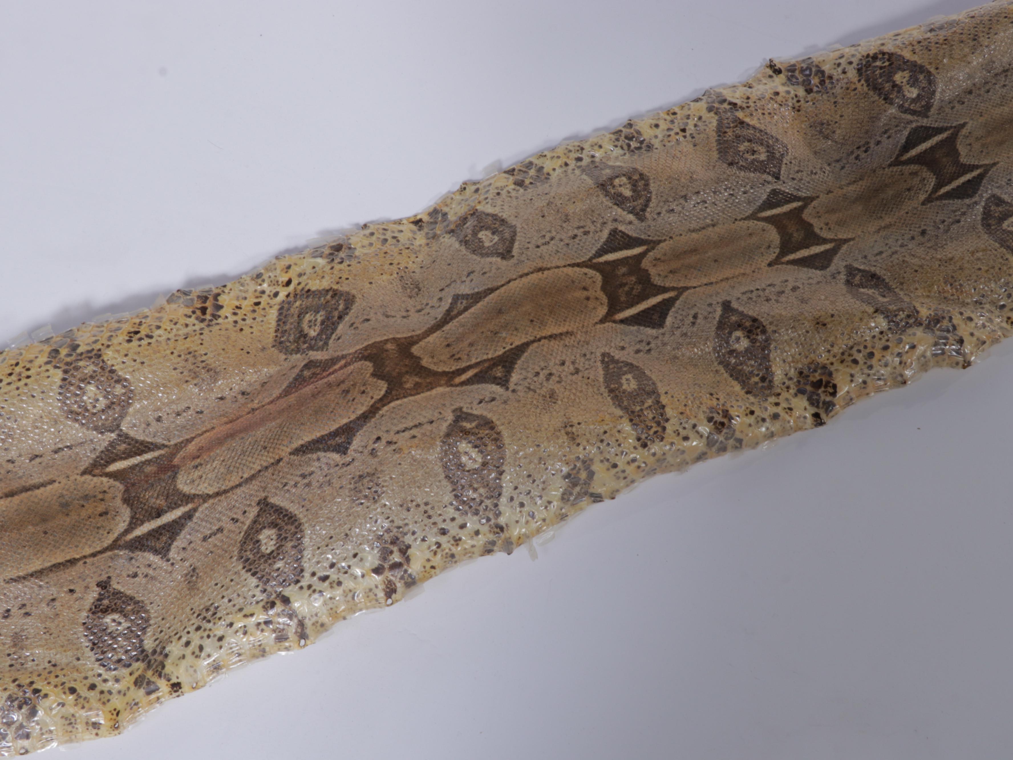 Colombian Red-Tailed Boa Snake Full Skin