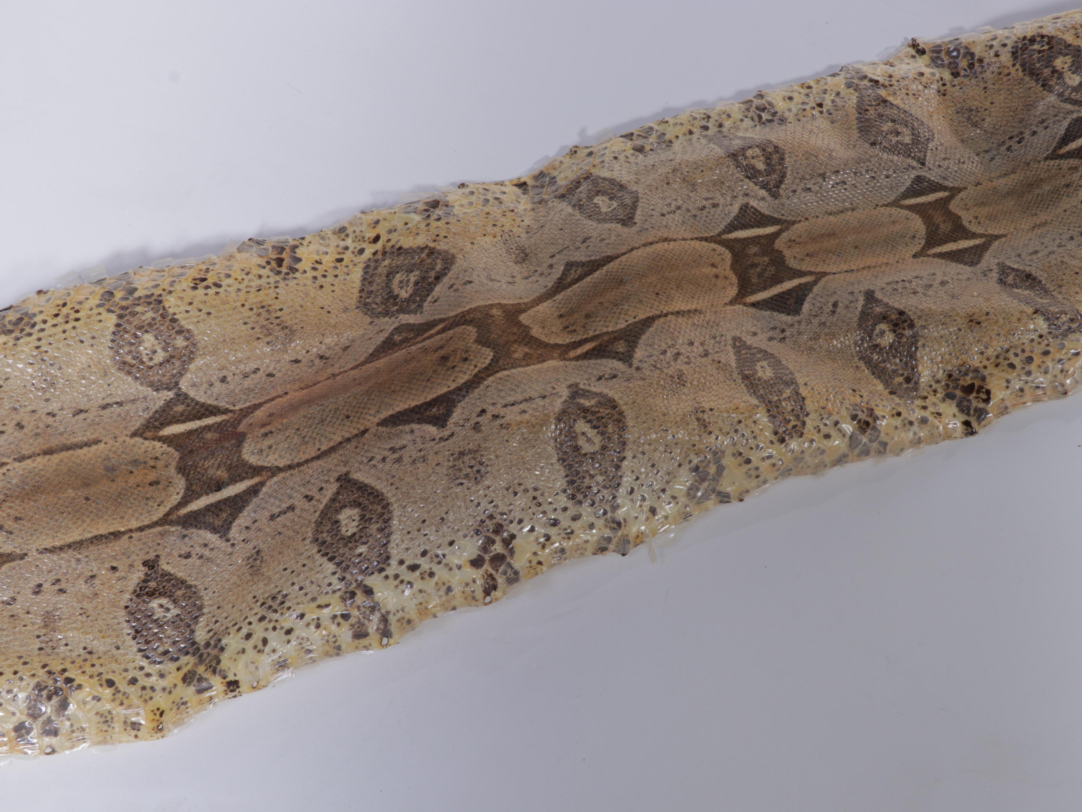 Colombian Red-Tailed Boa Snake Full Skin