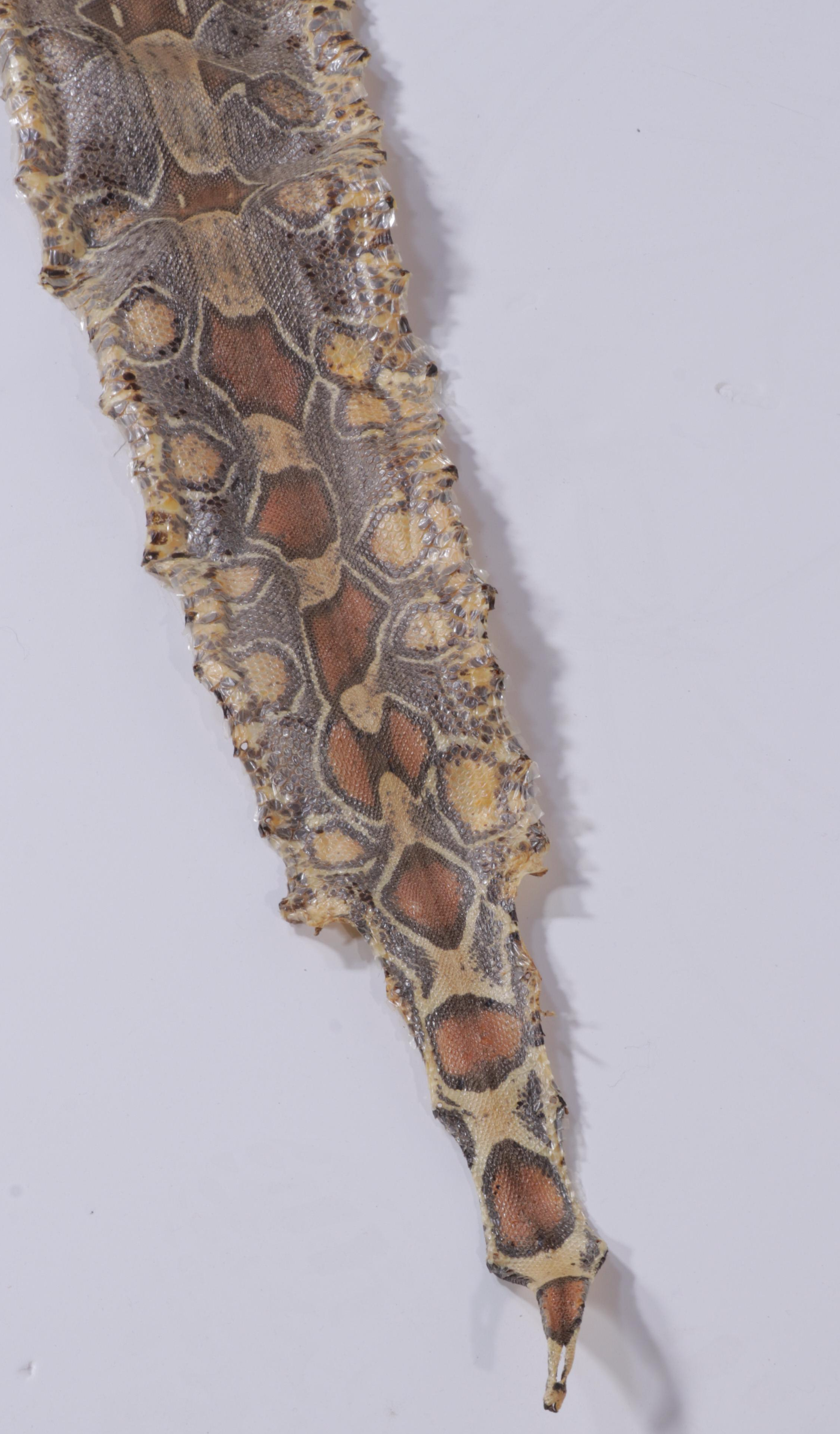 Colombian Red-Tailed Boa Snake Full Skin