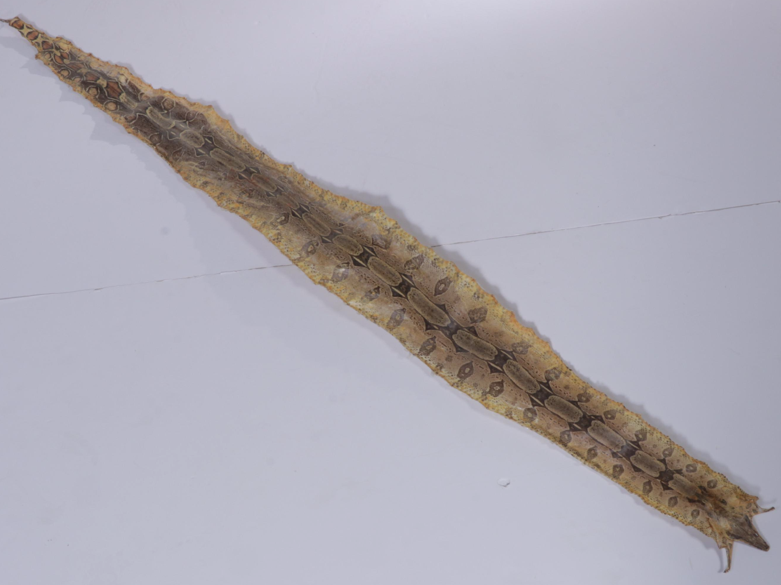 Colombian Red-Tailed Boa Snake Full Skin