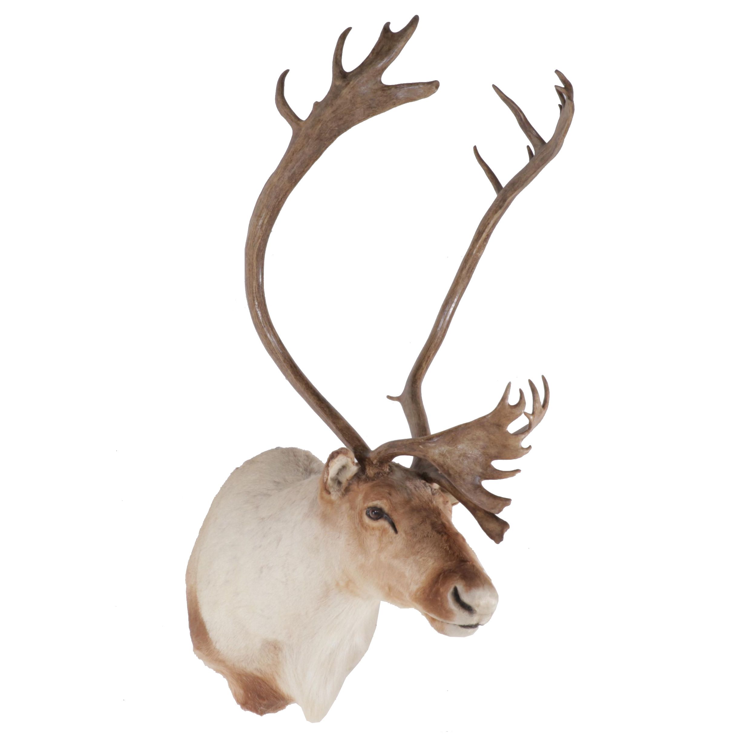 Taxidermy Barren-Ground Caribou Shoulder Mount