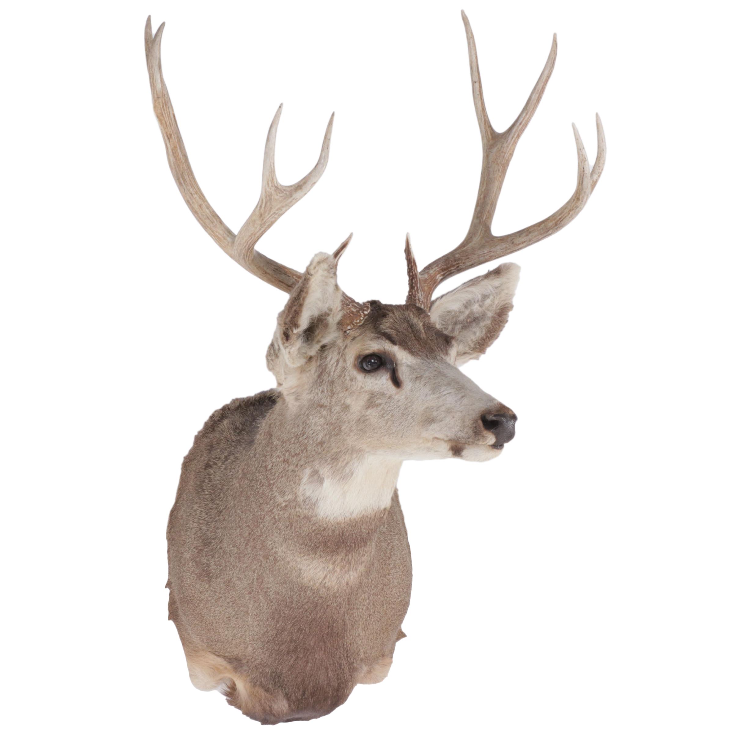 Taxidermy Mule Deer Shoulder Mount