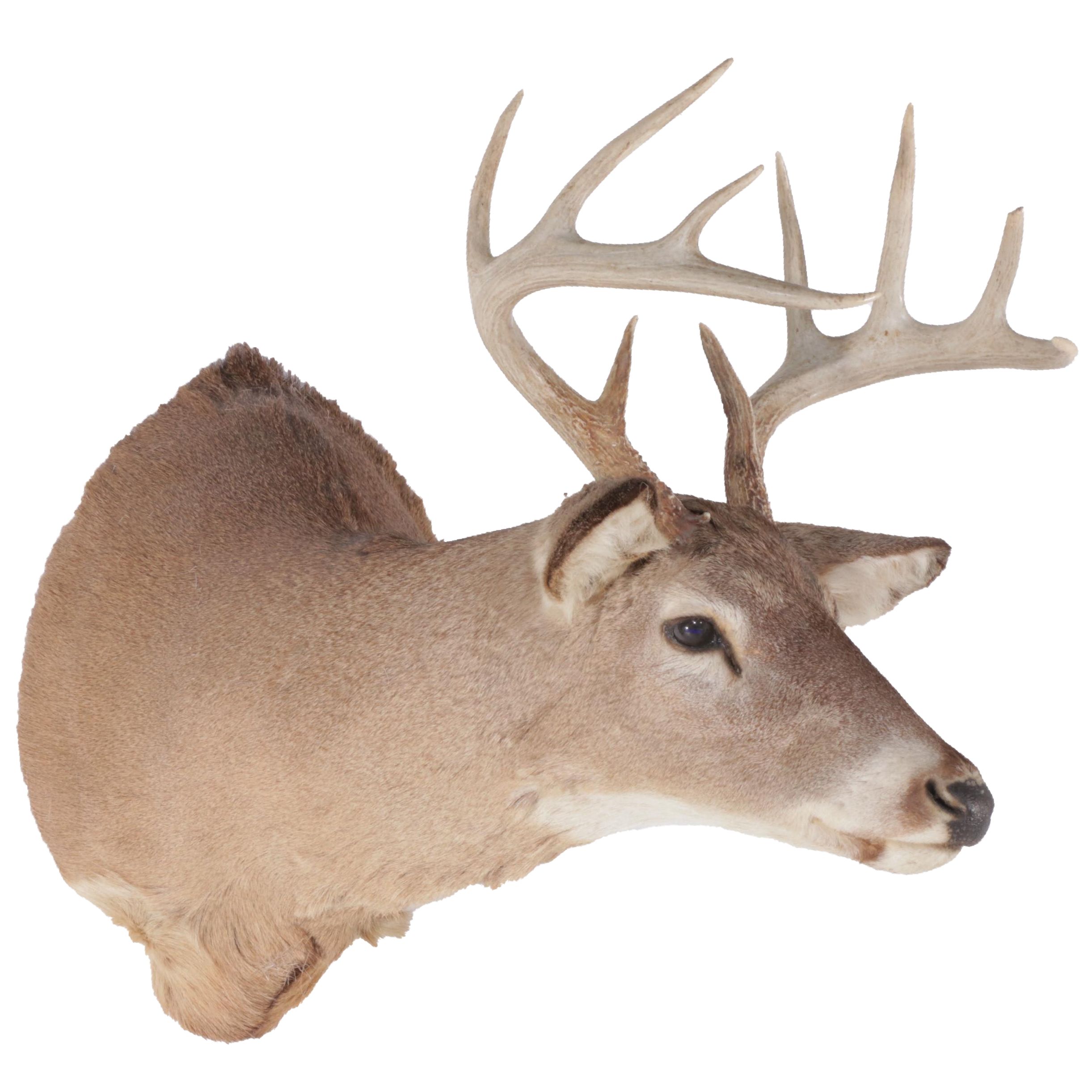 Taxidermy White-Tailed Deer Shoulder Mount