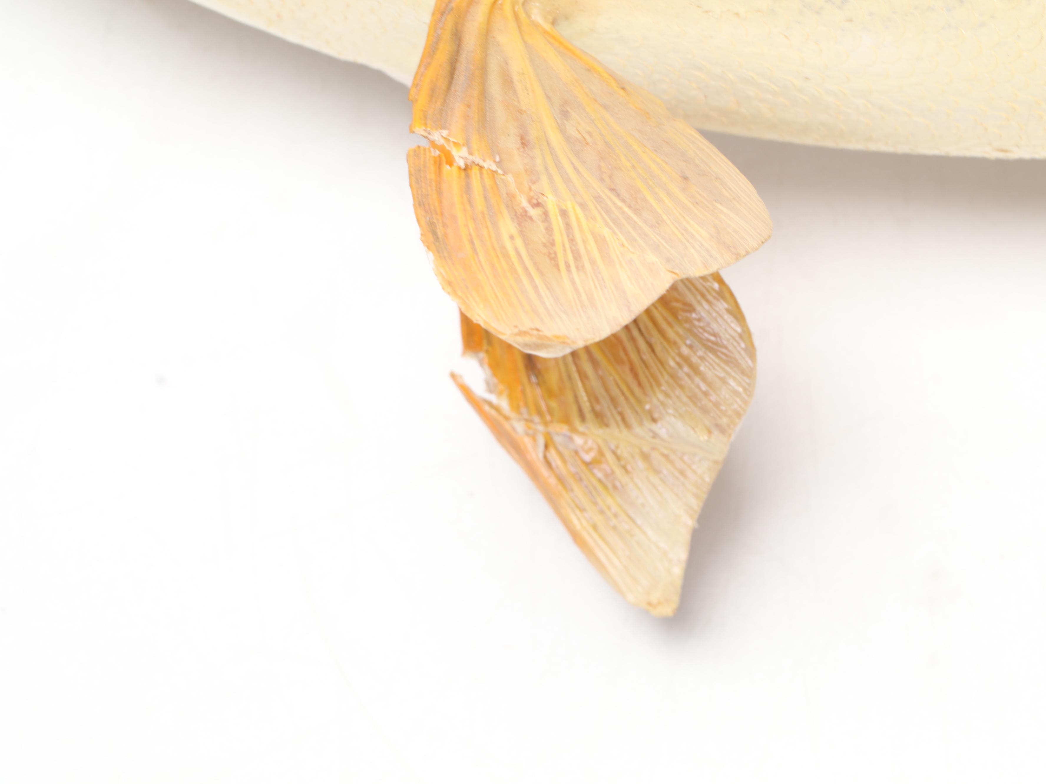 Taxidermy Yellow Pike Walleye Fish Full Body Mount