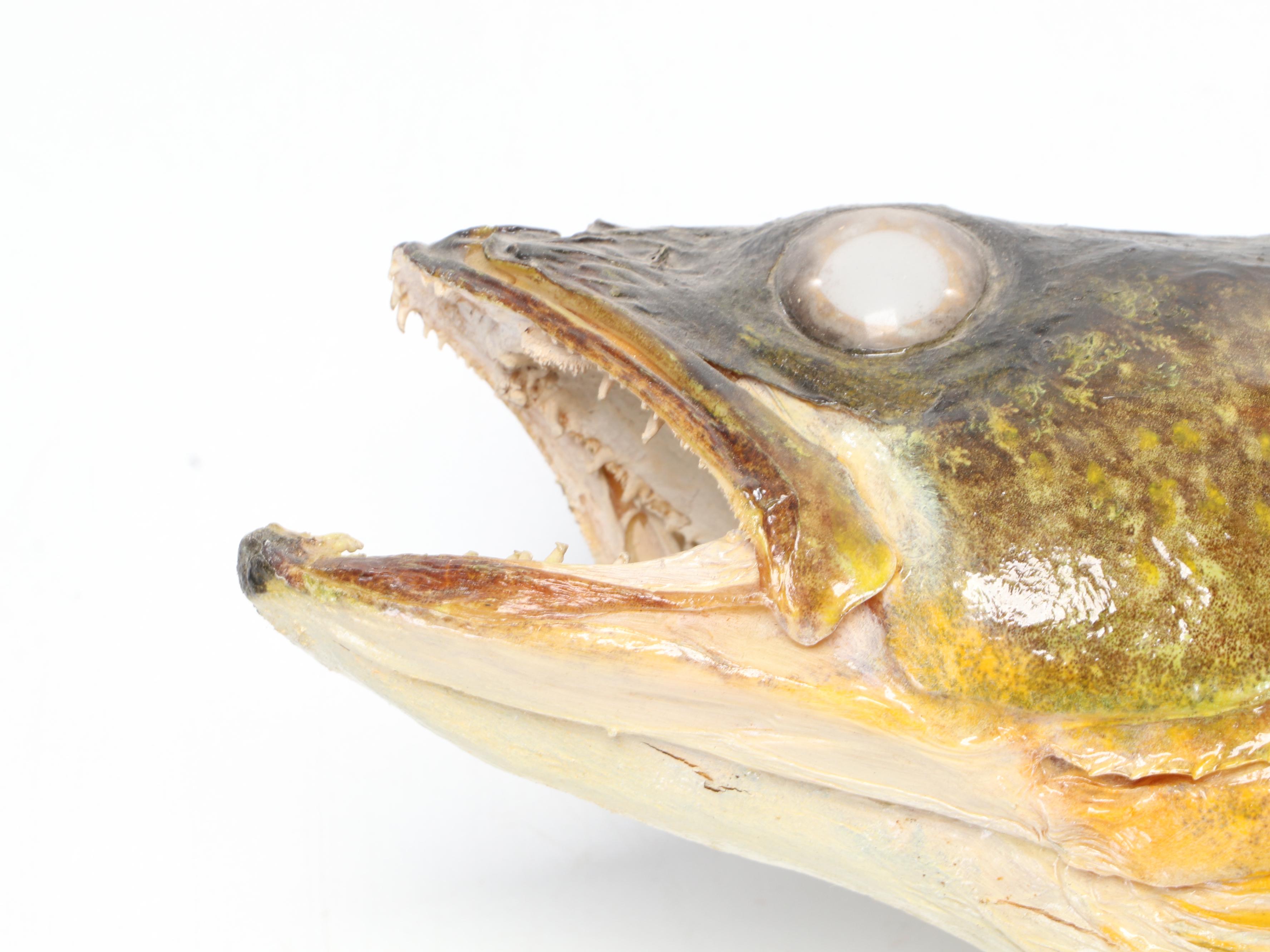Taxidermy Yellow Pike Walleye Fish Full Body Mount