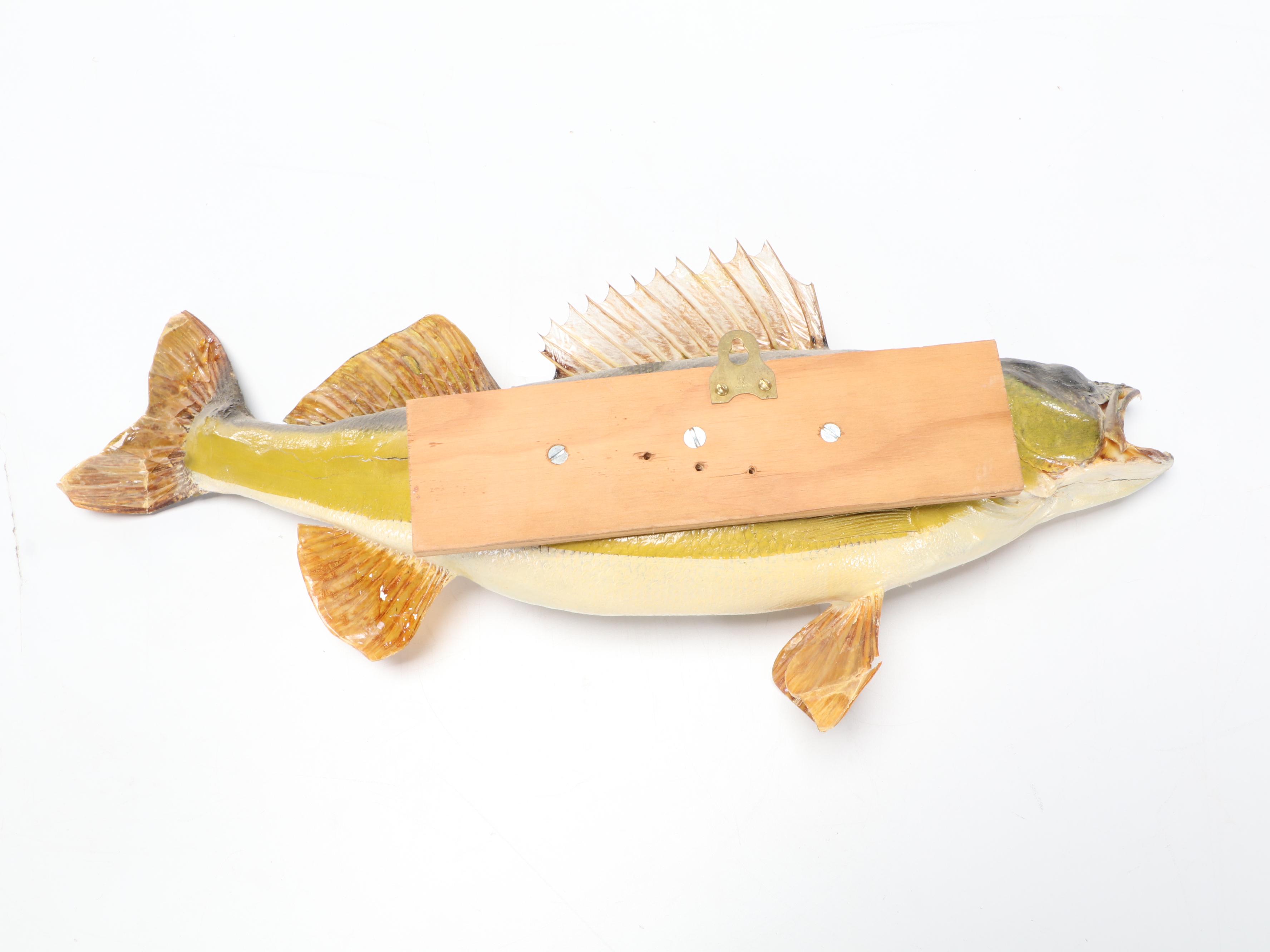Taxidermy Yellow Pike Walleye Fish Full Body Mount