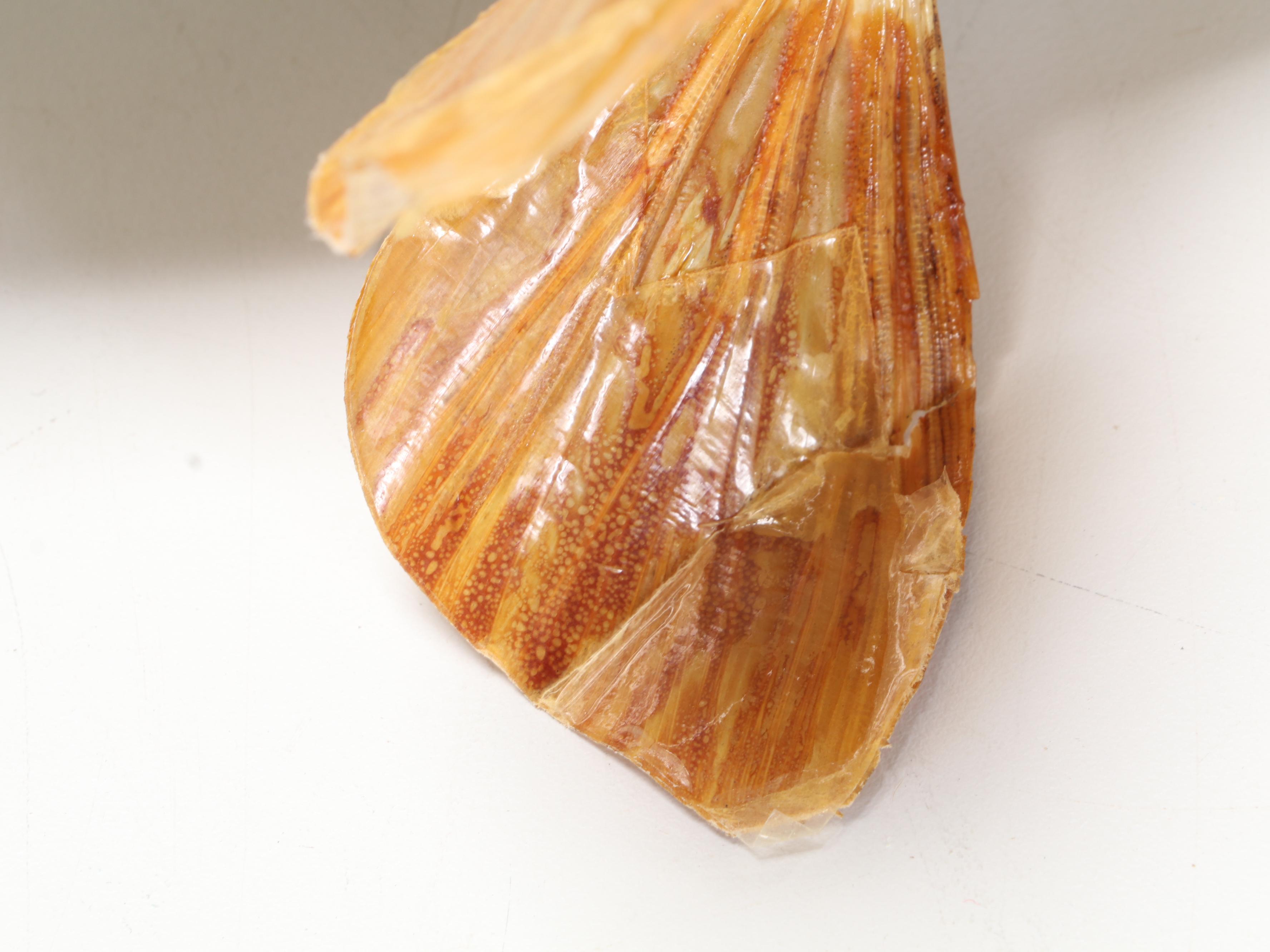 Taxidermy Yellow Pike Walleye Fish Full Body Mount