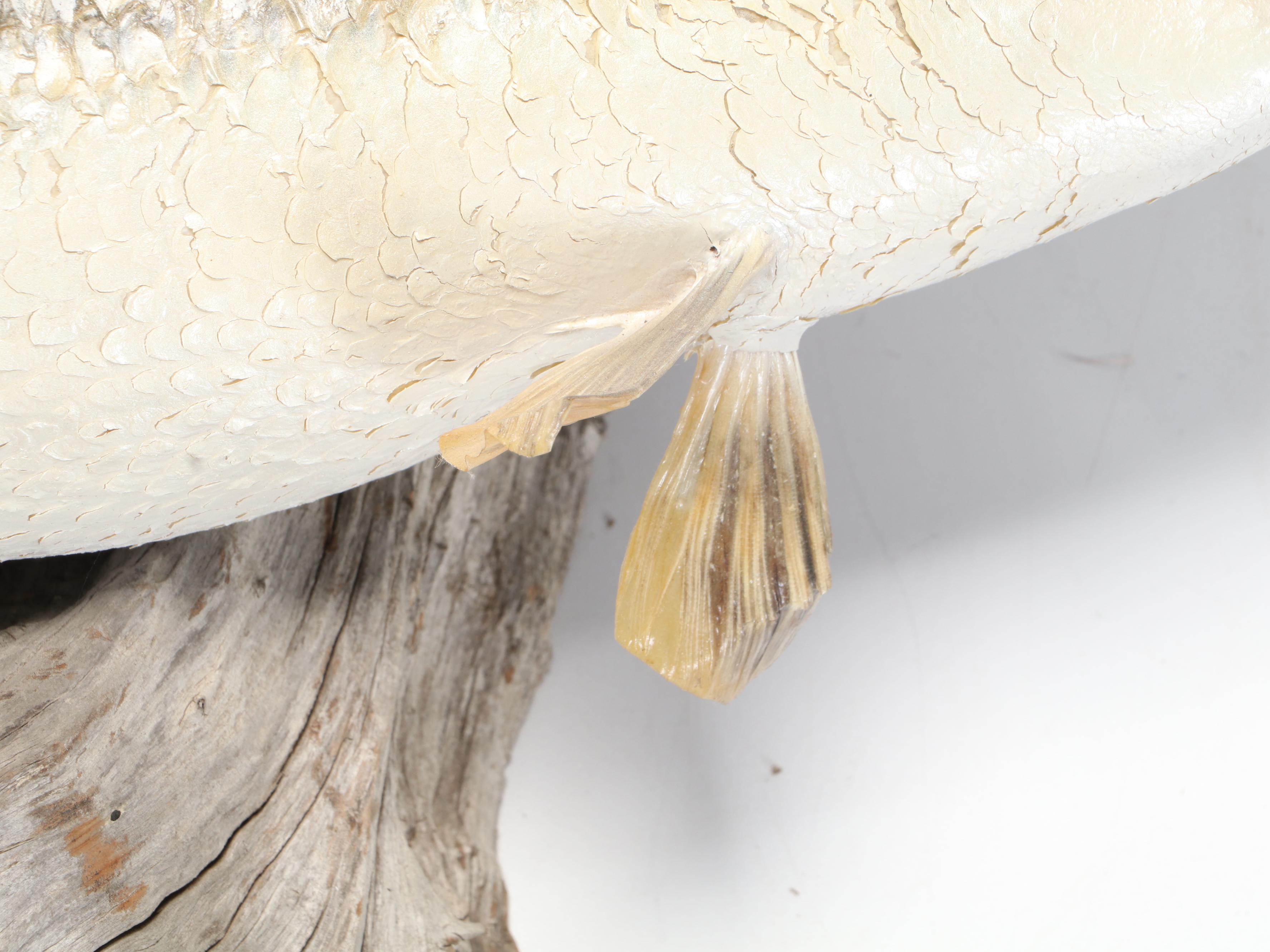 Taxidermy Largemouth Bass Full Body Mount on Driftwood