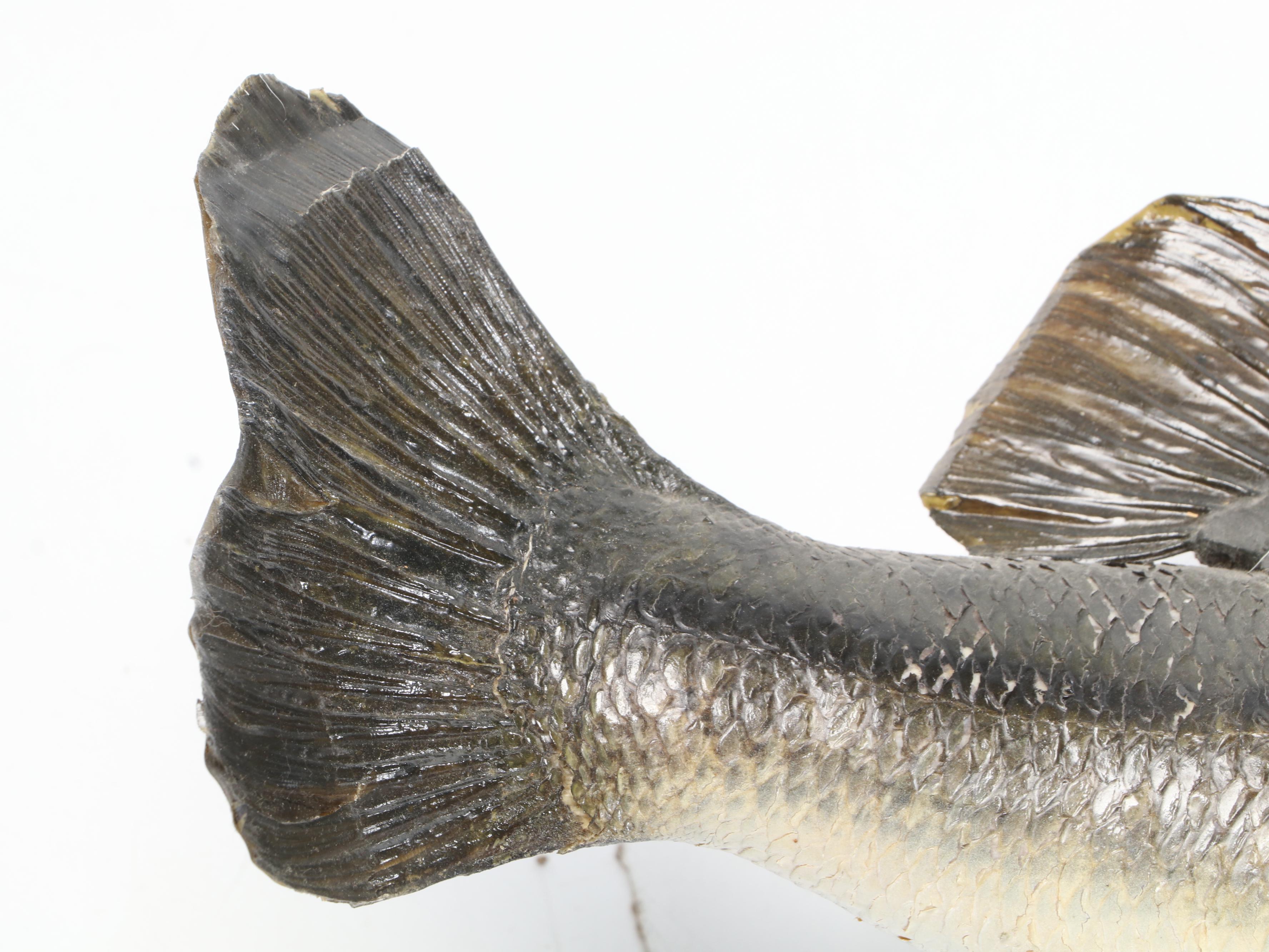 Taxidermy Largemouth Bass Full Body Mount on Driftwood