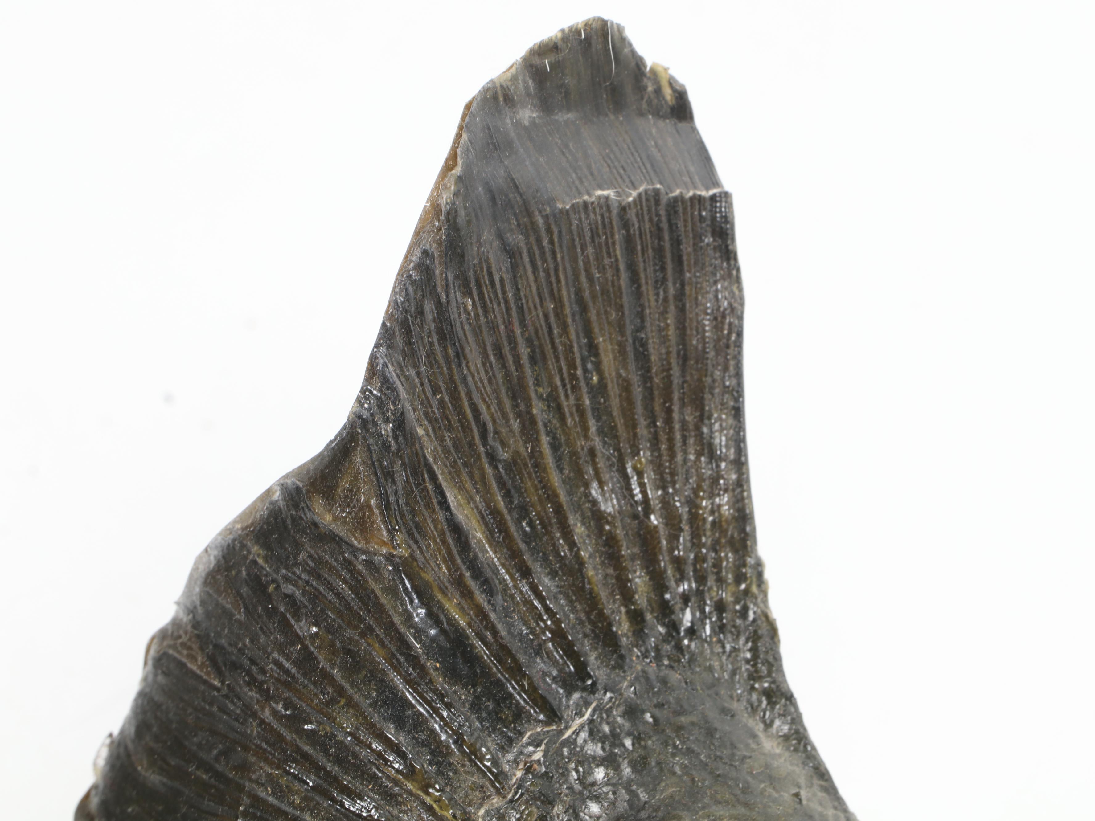 Taxidermy Largemouth Bass Full Body Mount on Driftwood