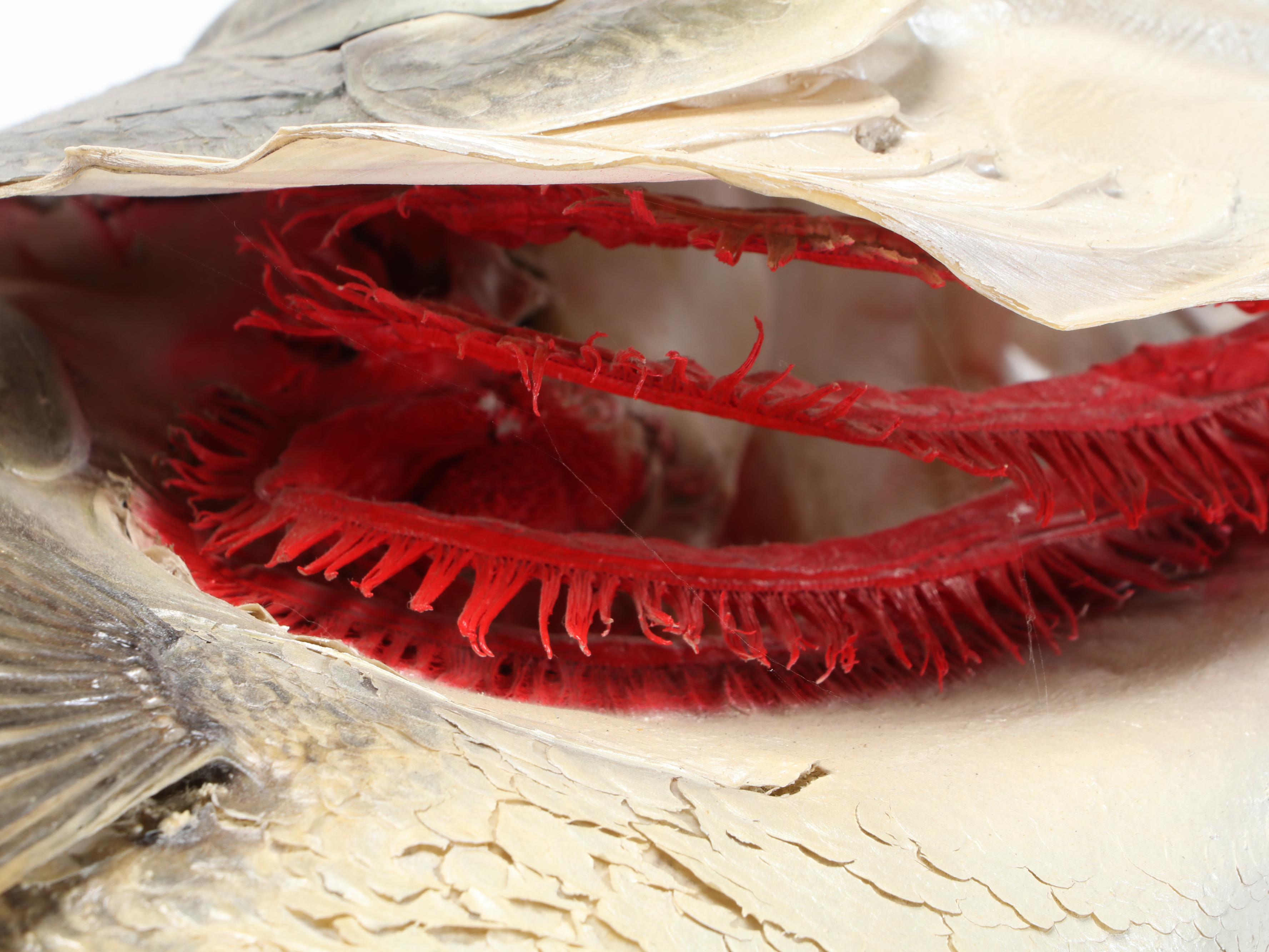 Taxidermy Largemouth Bass Full Body Mount on Driftwood