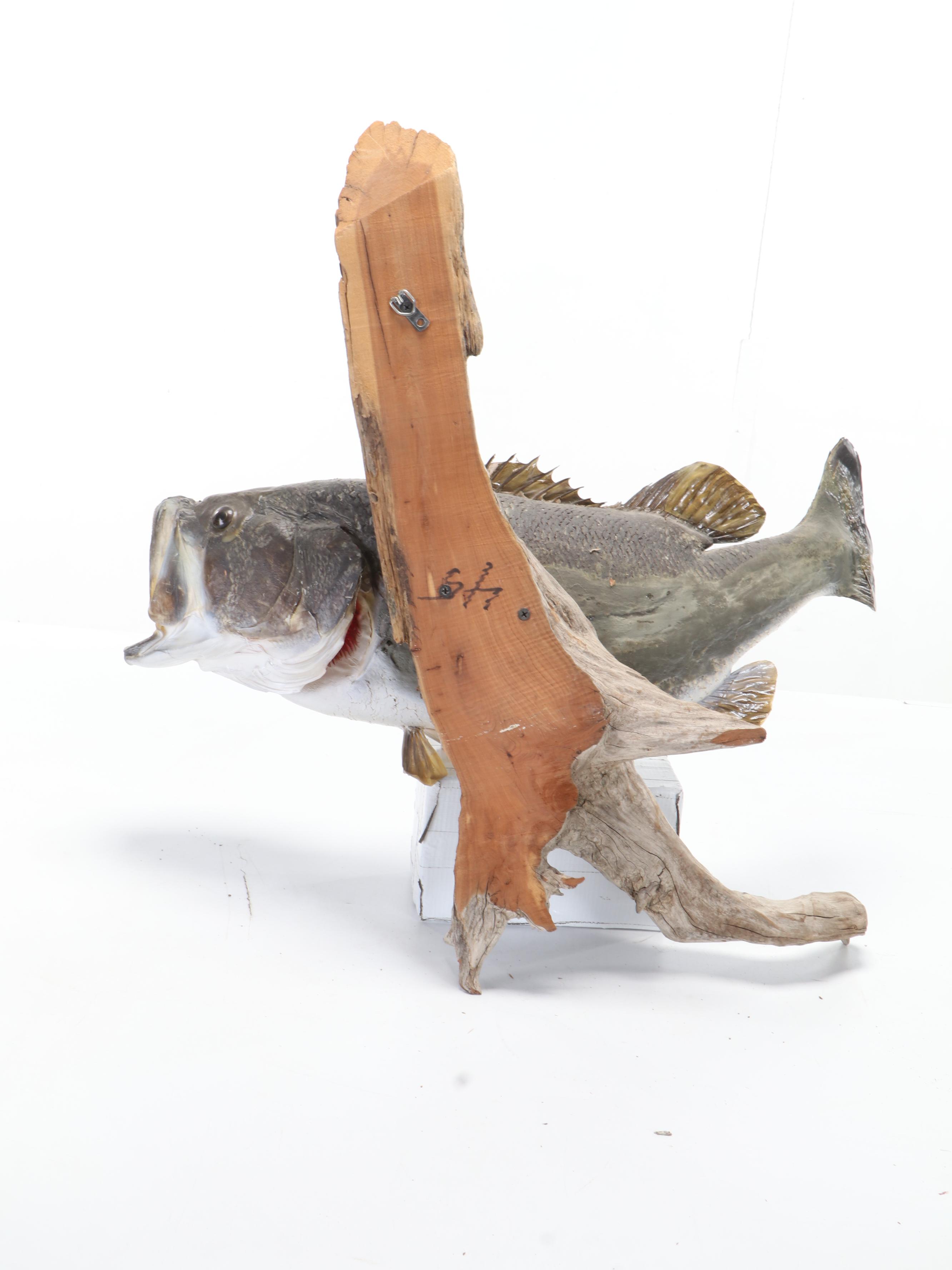 Taxidermy Largemouth Bass Full Body Mount on Driftwood