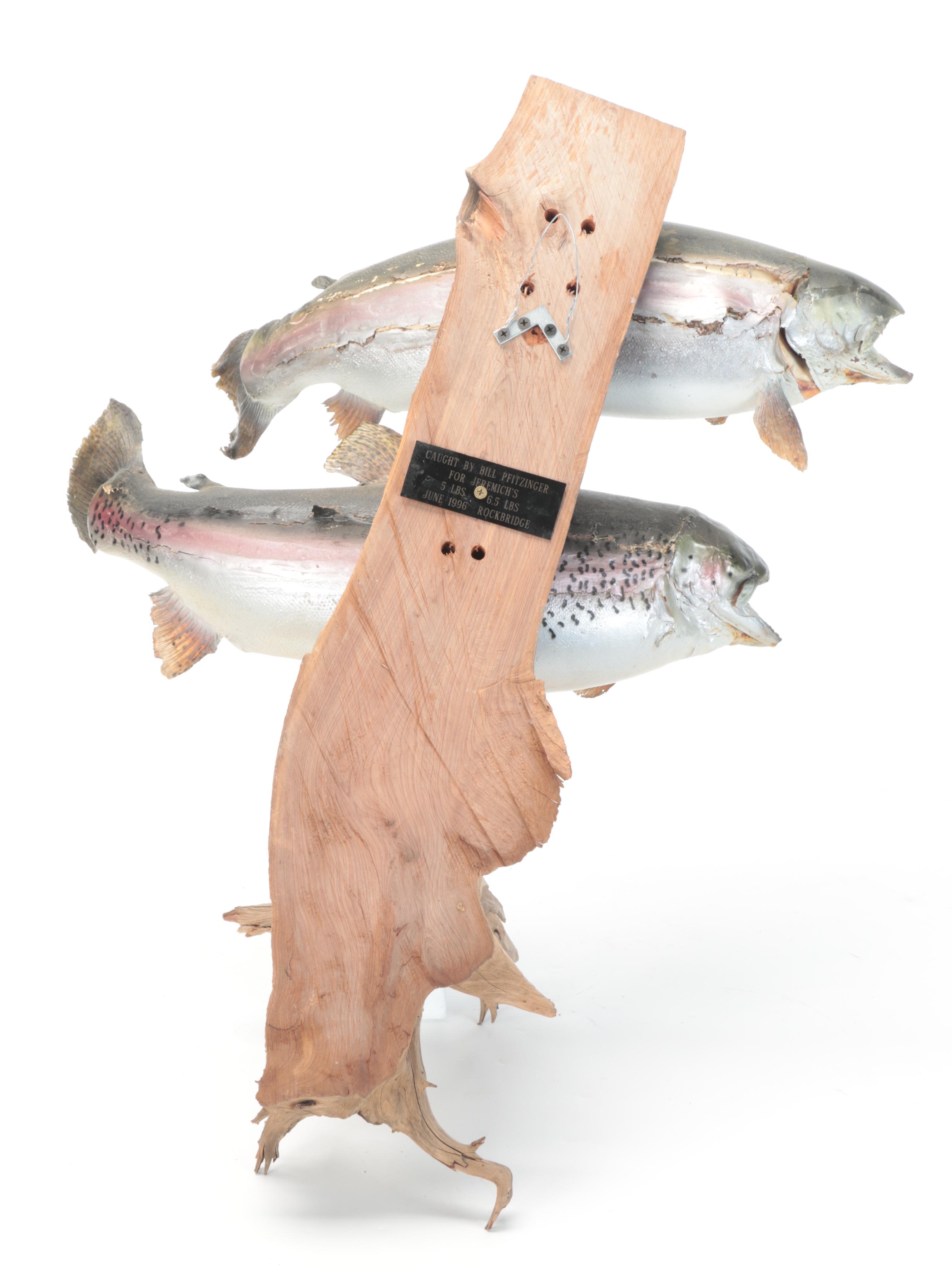 Pair of Taxidermy Rainbow Trout Full Body Mounts on Driftwood, 1996