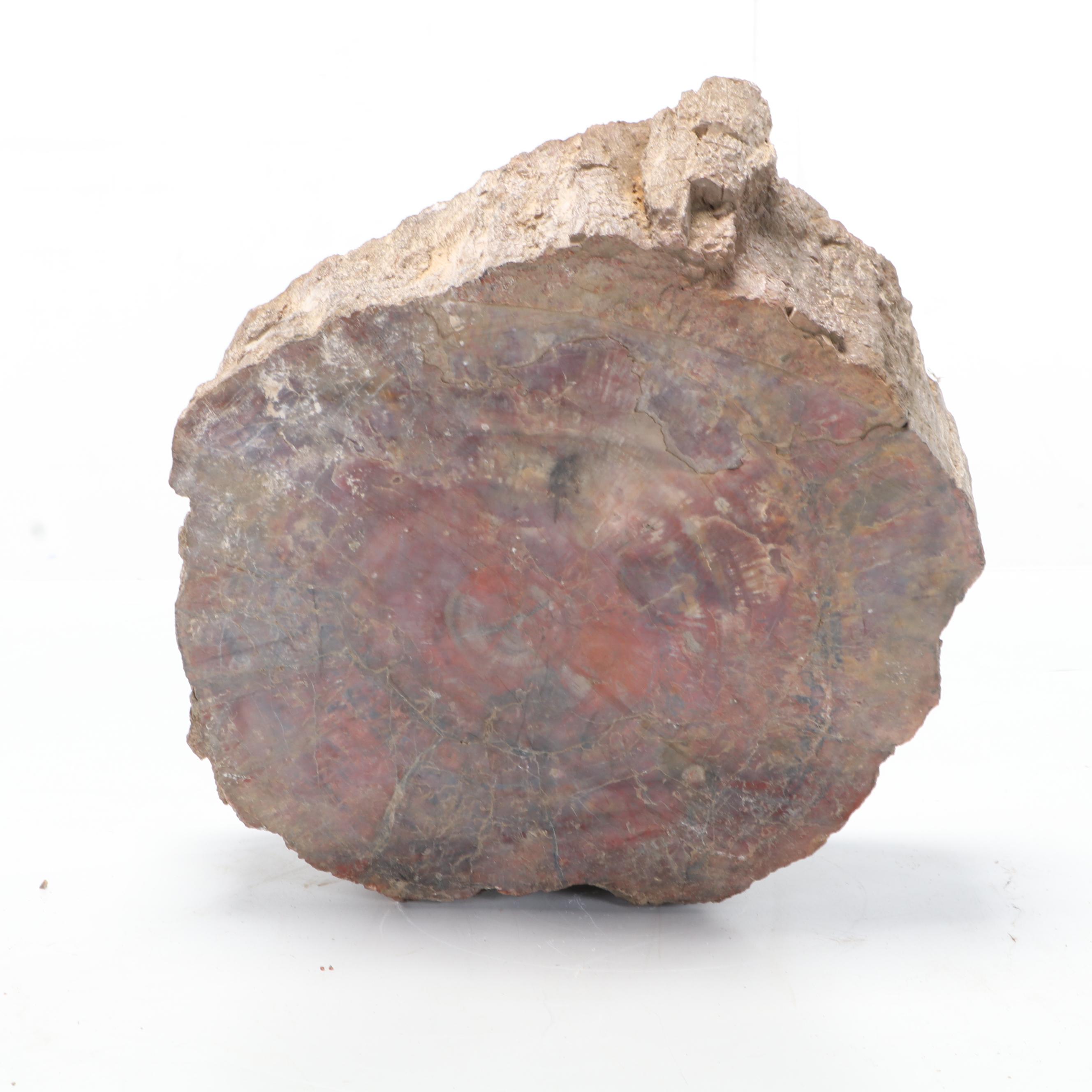 Polished Petrified Wood Slab