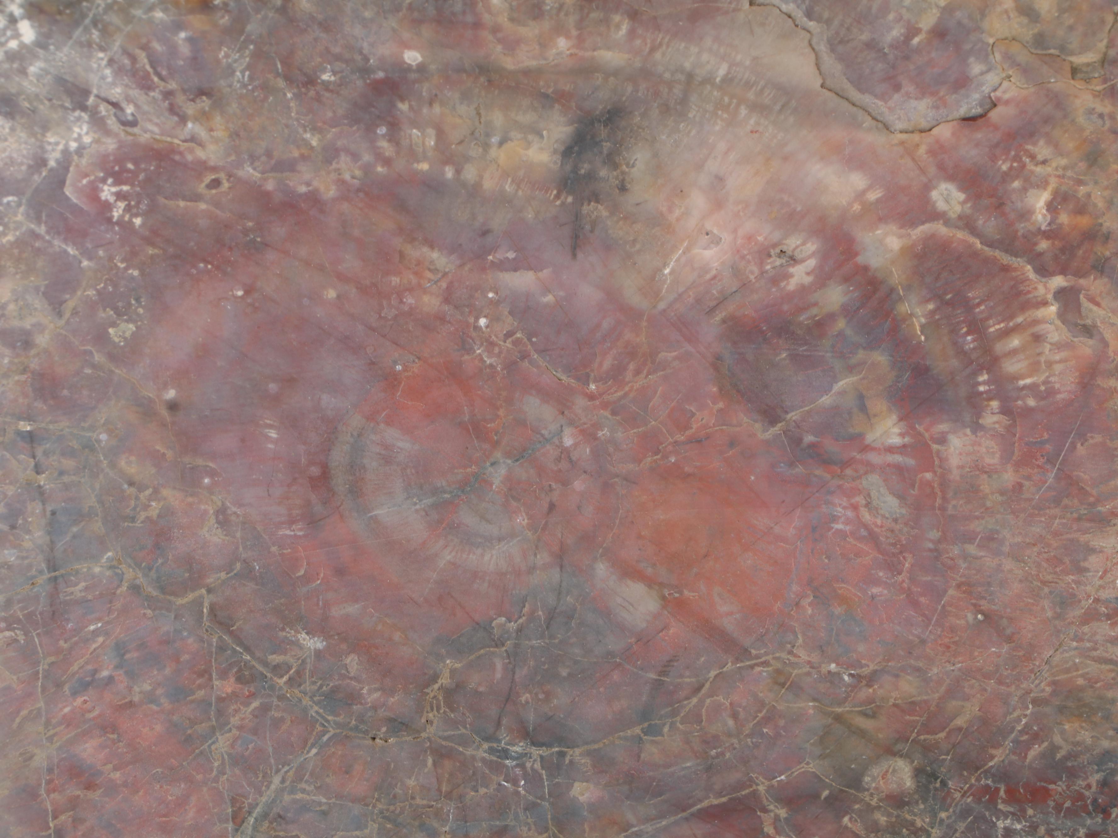 Polished Petrified Wood Slab