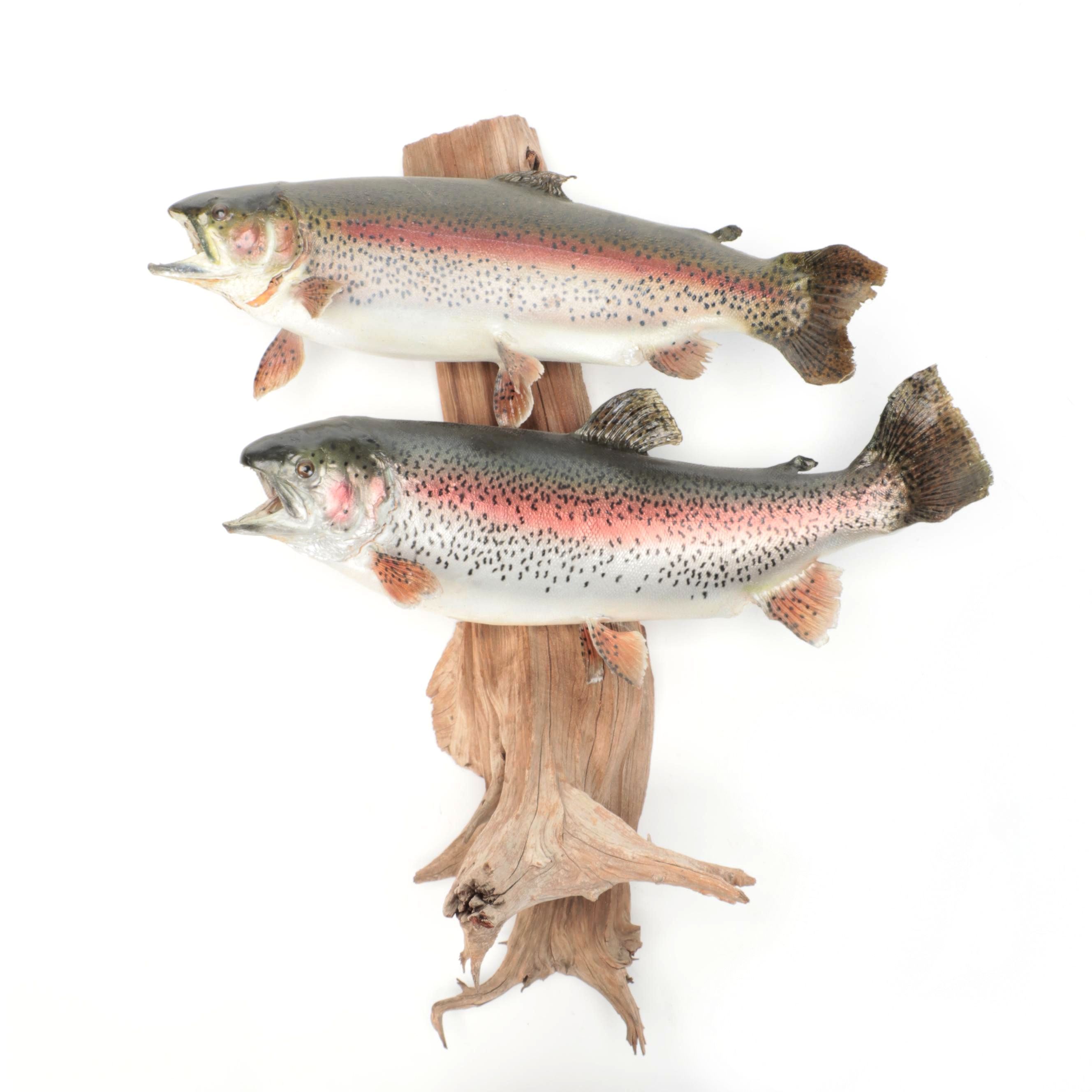 Pair of Taxidermy Rainbow Trout Full Body Mounts on Driftwood, 1996