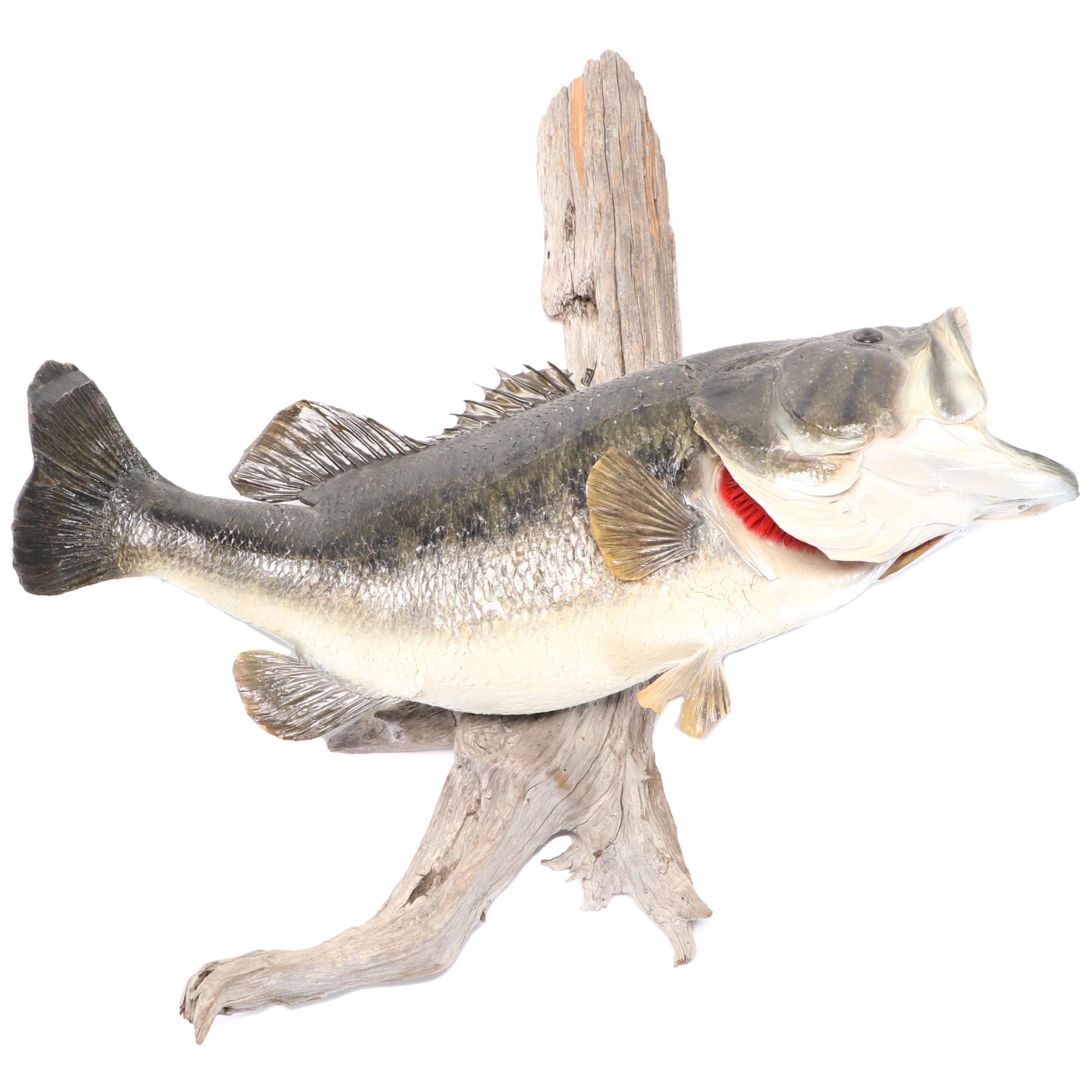 Taxidermy Largemouth Bass Full Body Mount on Driftwood