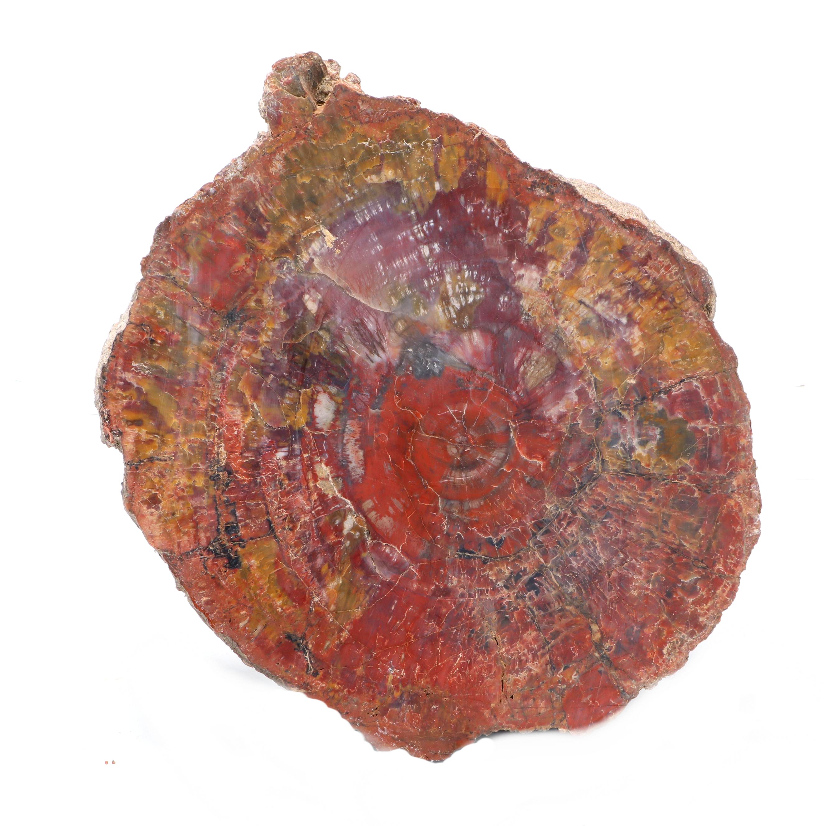 Polished Petrified Wood Slab