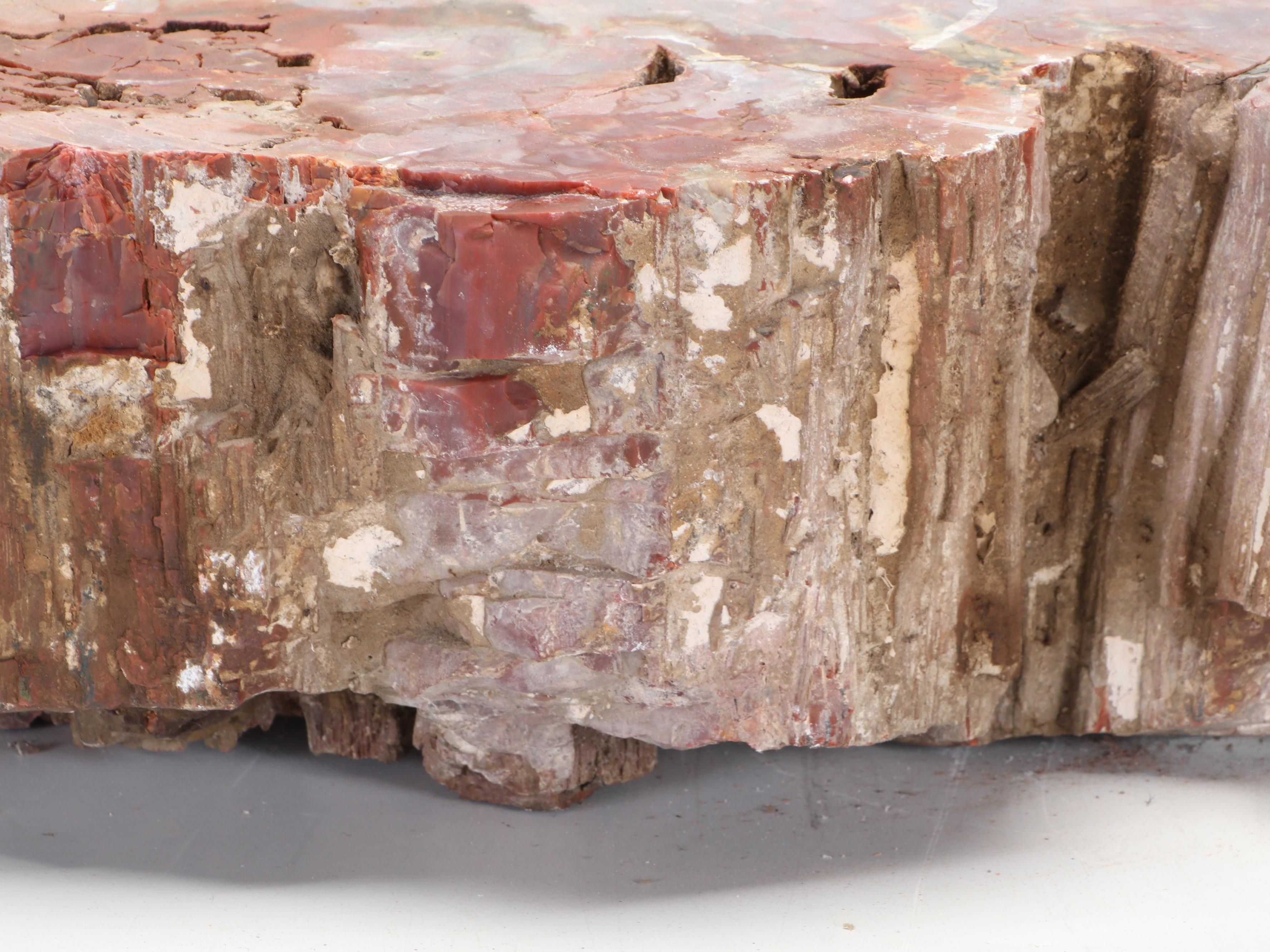 Large Partially Agatized Petrified Wood Specimen