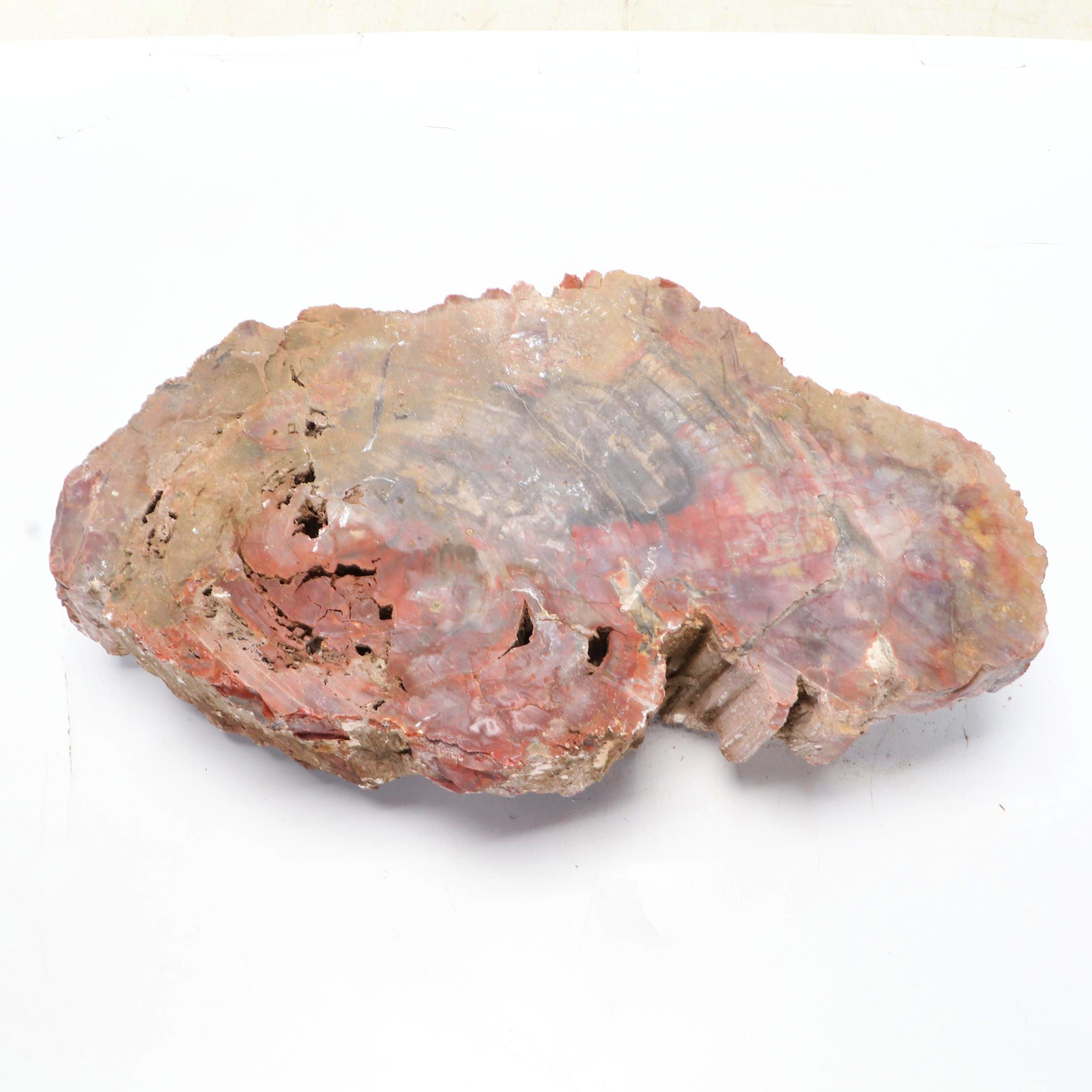 Large Partially Agatized Petrified Wood Specimen