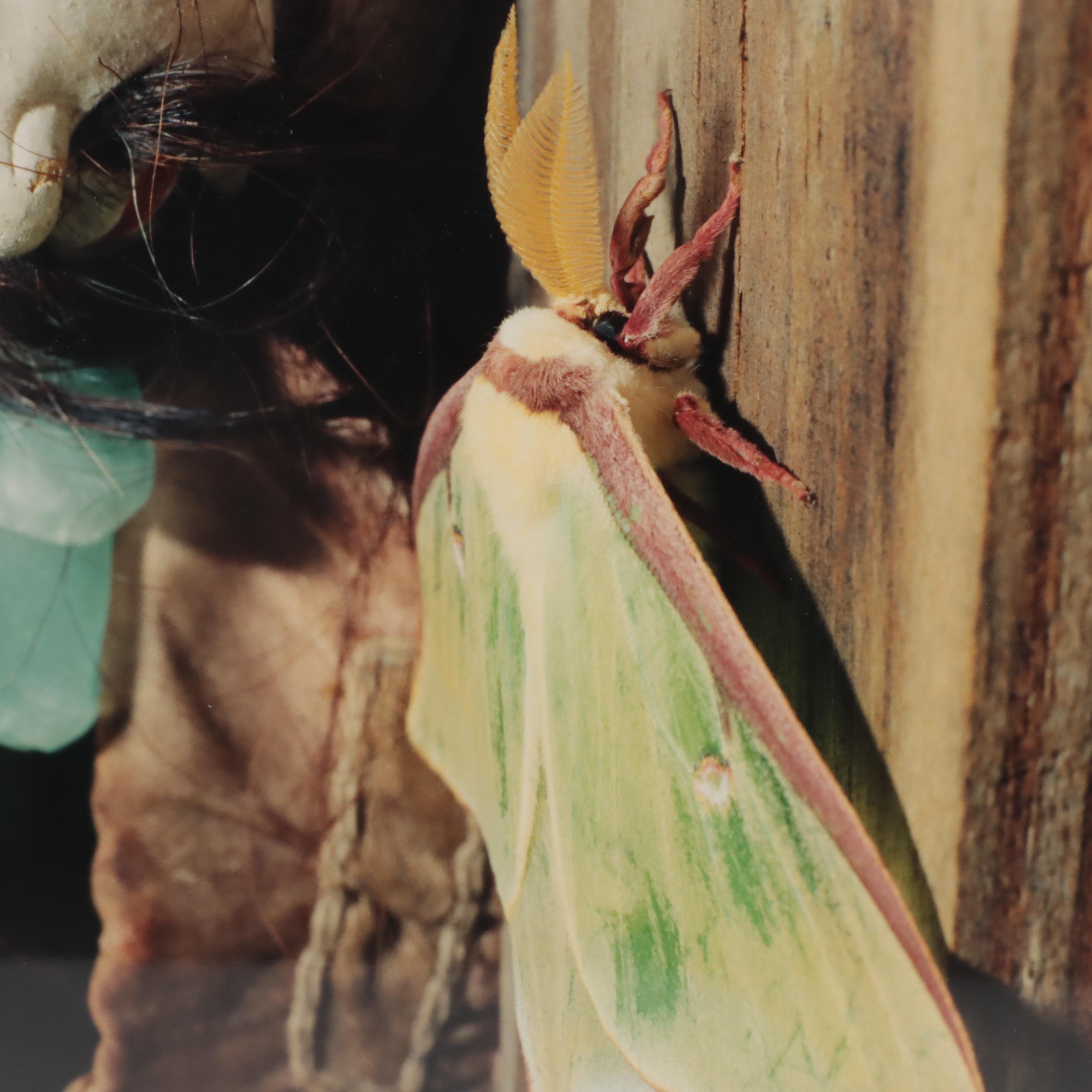 Cara Judea Alhadeff Chromogenic Photograph "Now (Luna Moth)," Late 20th Century