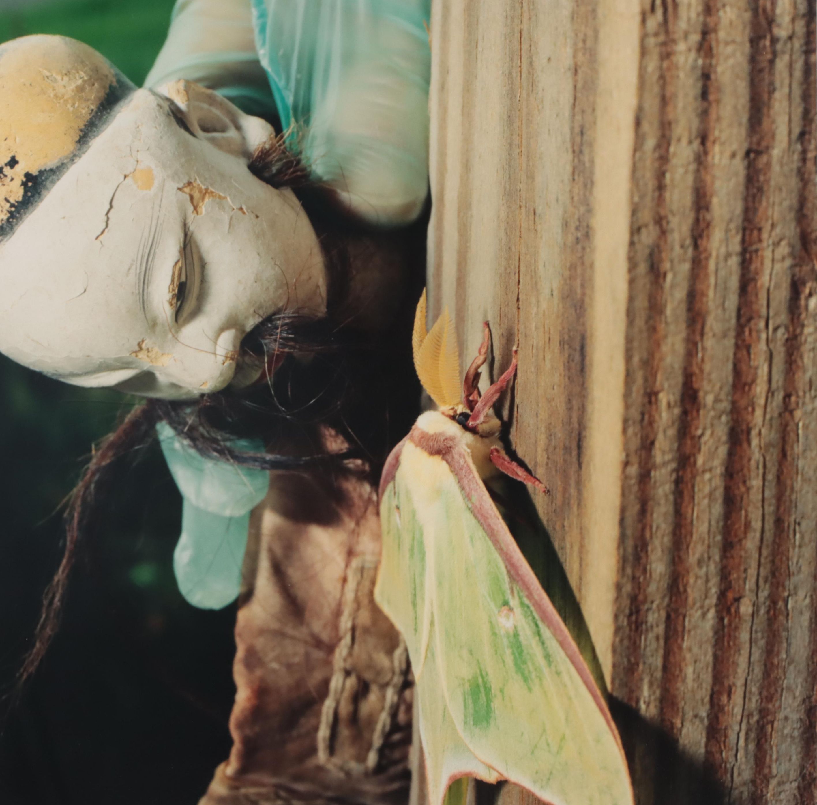 Cara Judea Alhadeff Chromogenic Photograph "Now (Luna Moth)," Late 20th Century